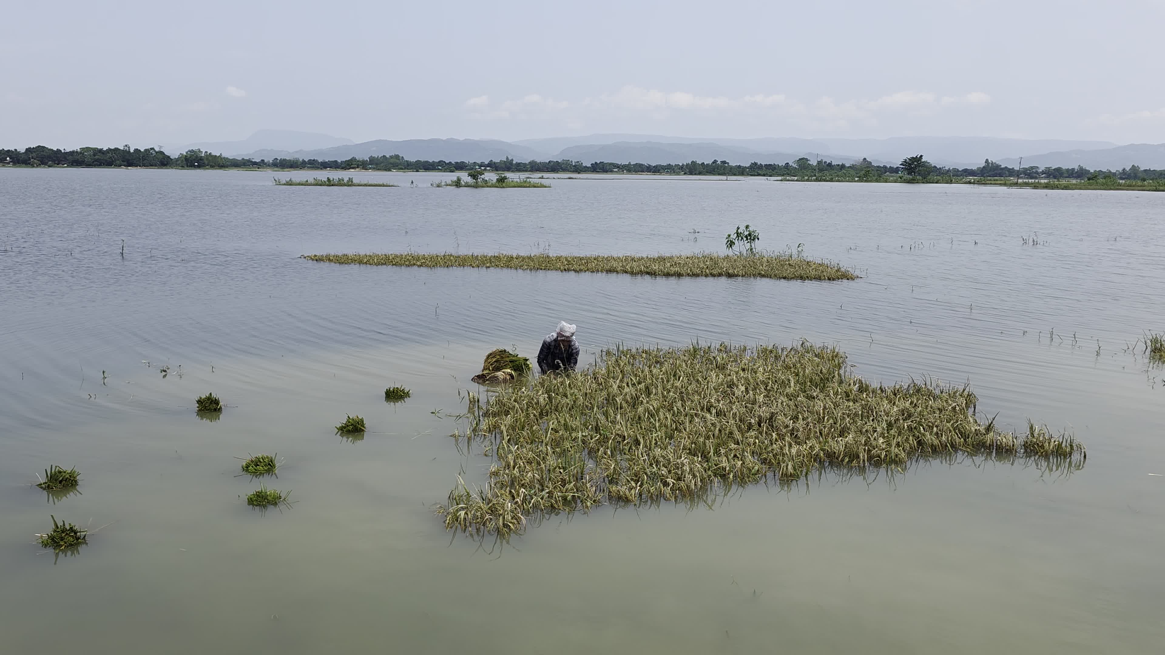 Bangladeshi Farmer Harvests Paddy Amid Flash Floods In Netrokona