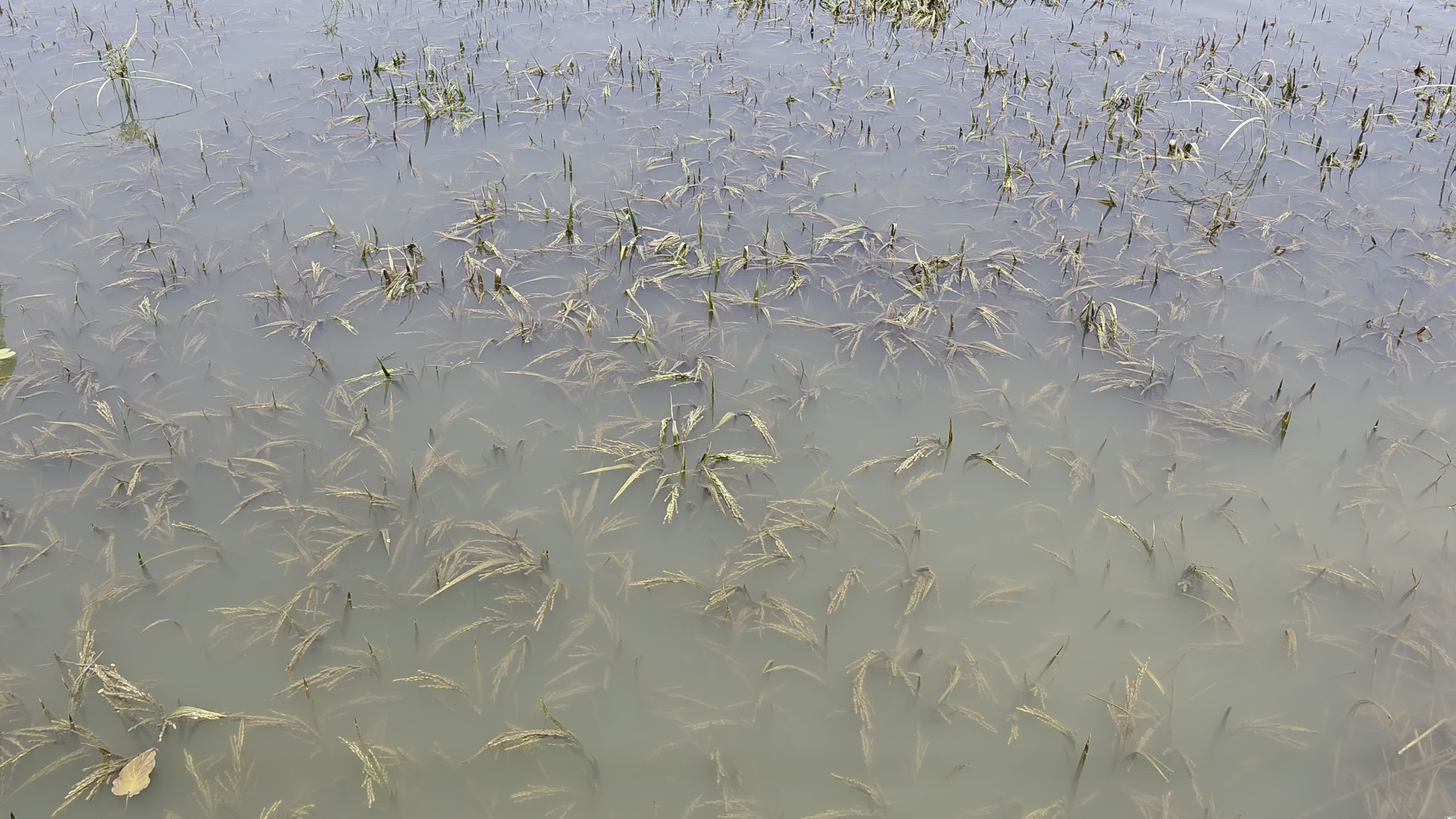 Bangladeshi Farmer Harvests Paddy Amid Flash Floods In Netrokona