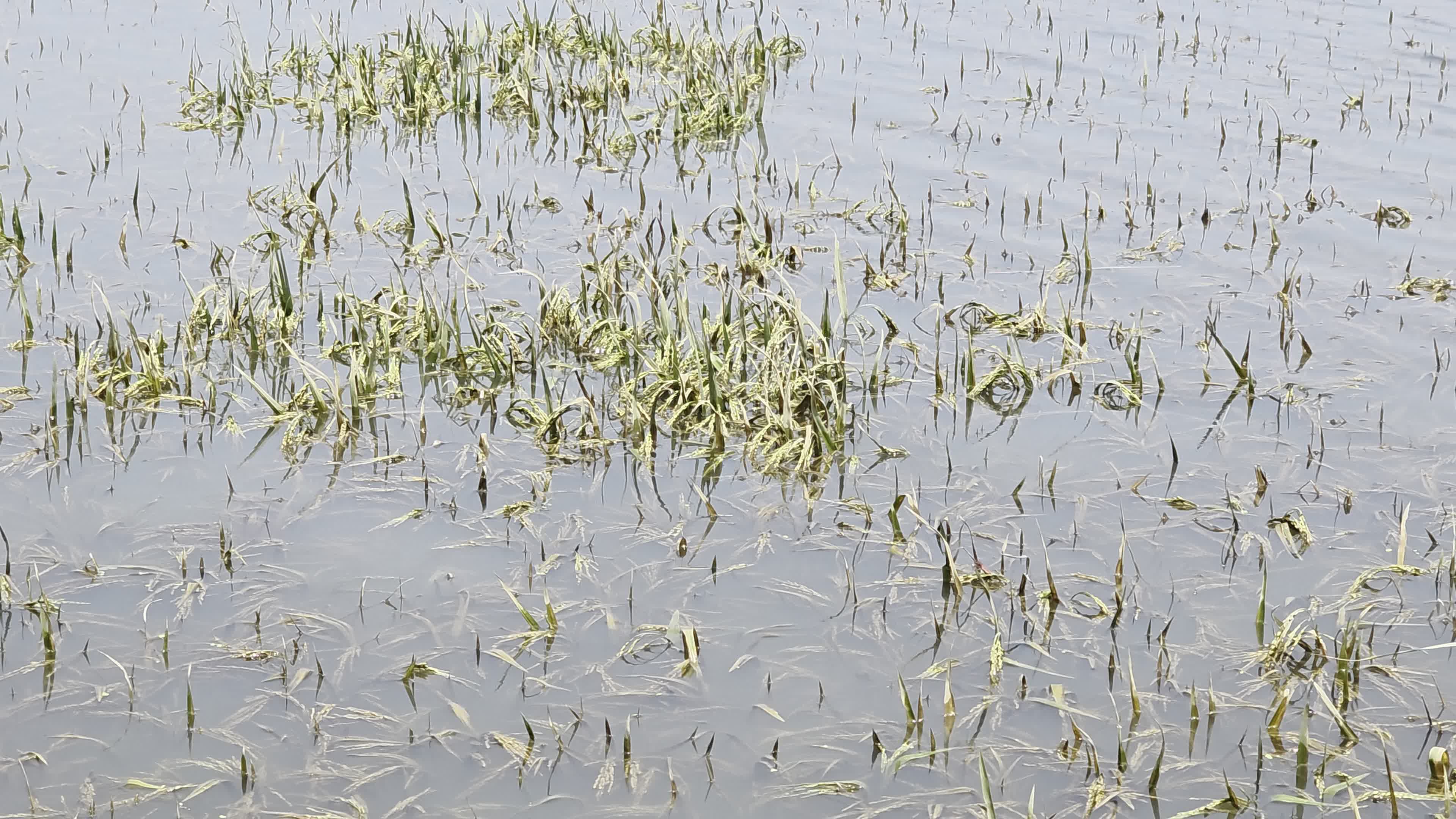 Bangladeshi Farmer Harvests Paddy Amid Flash Floods In Netrokona