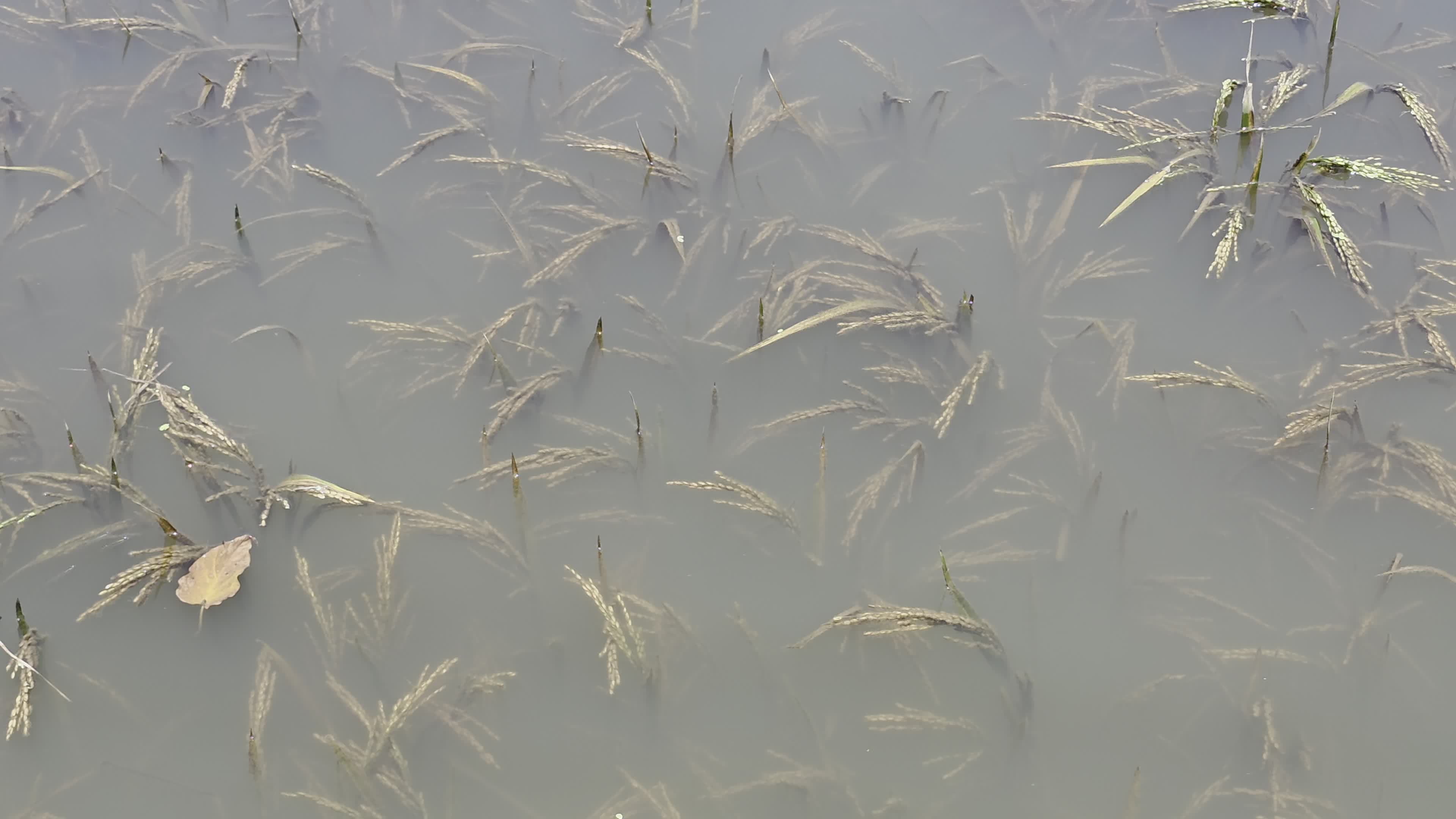Bangladeshi Farmer Harvests Paddy Amid Flash Floods In Netrokona