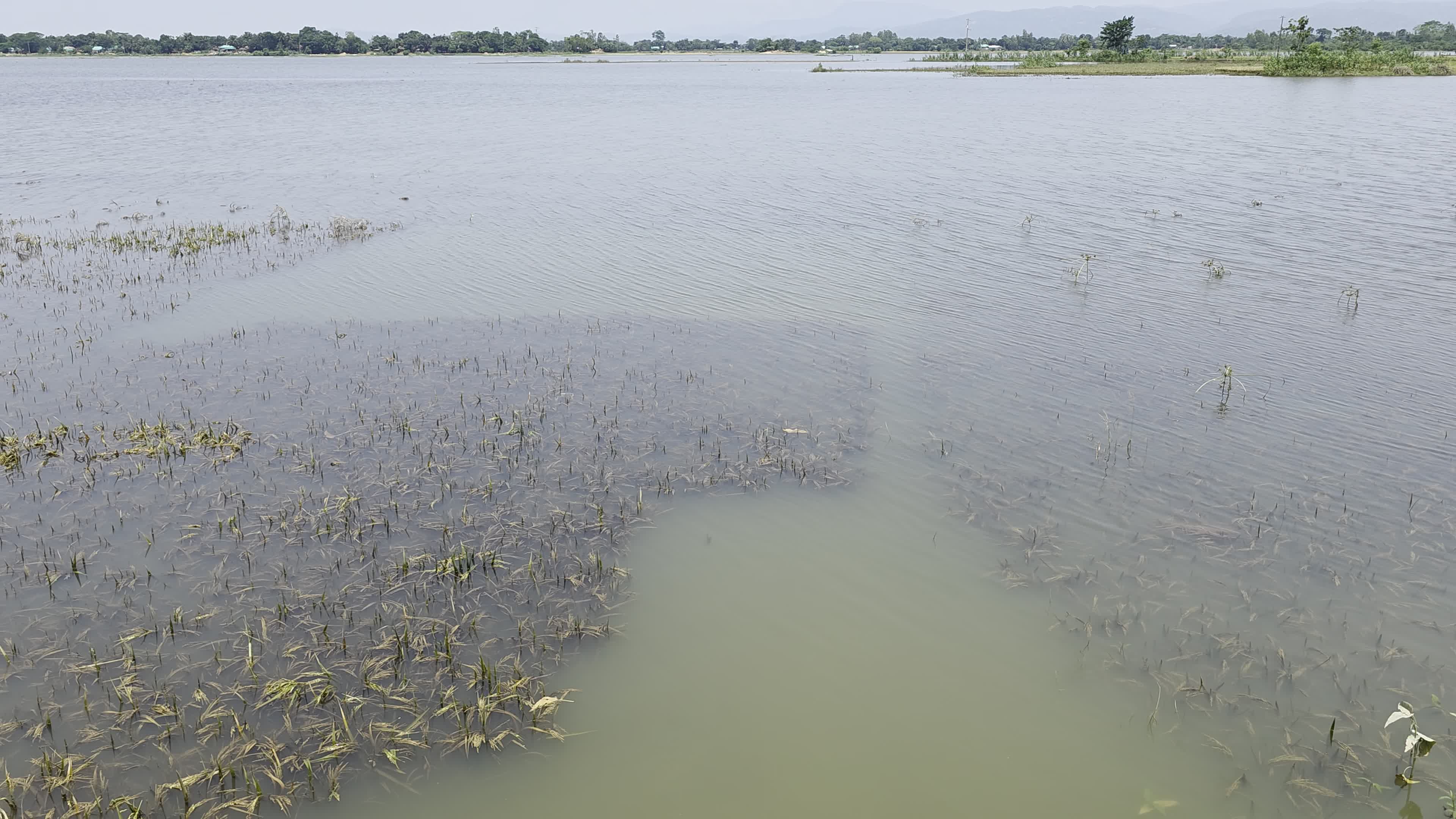 Bangladeshi Farmer Harvests Paddy Amid Flash Floods In Netrokona