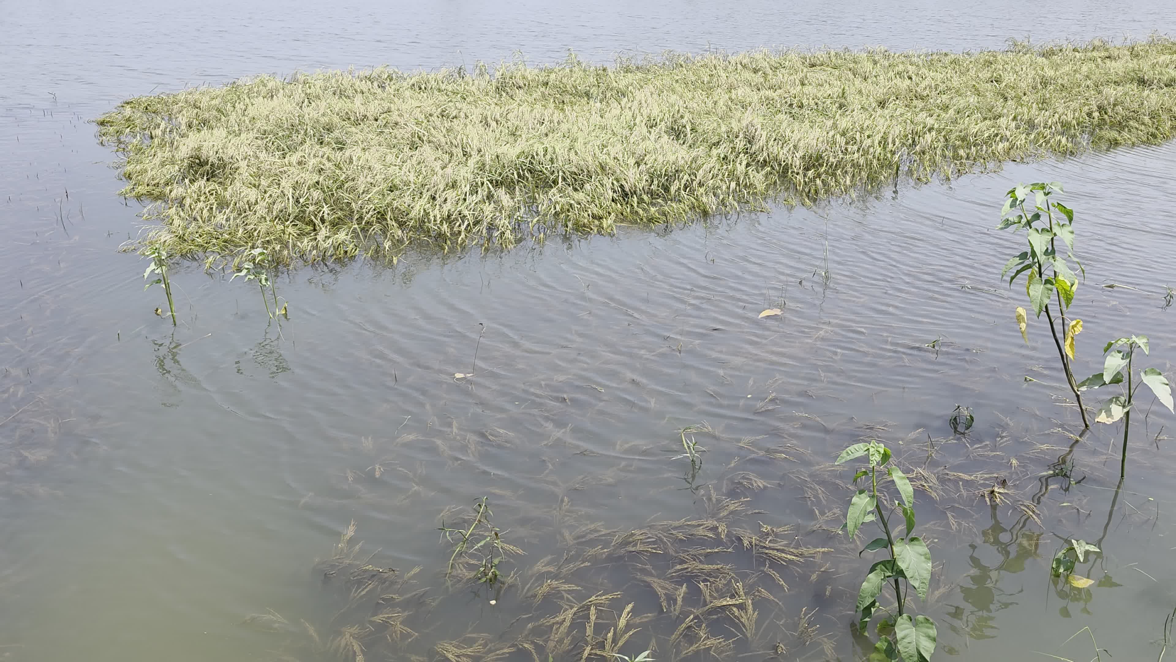 Bangladeshi Farmer Harvests Paddy Amid Flash Floods In Netrokona