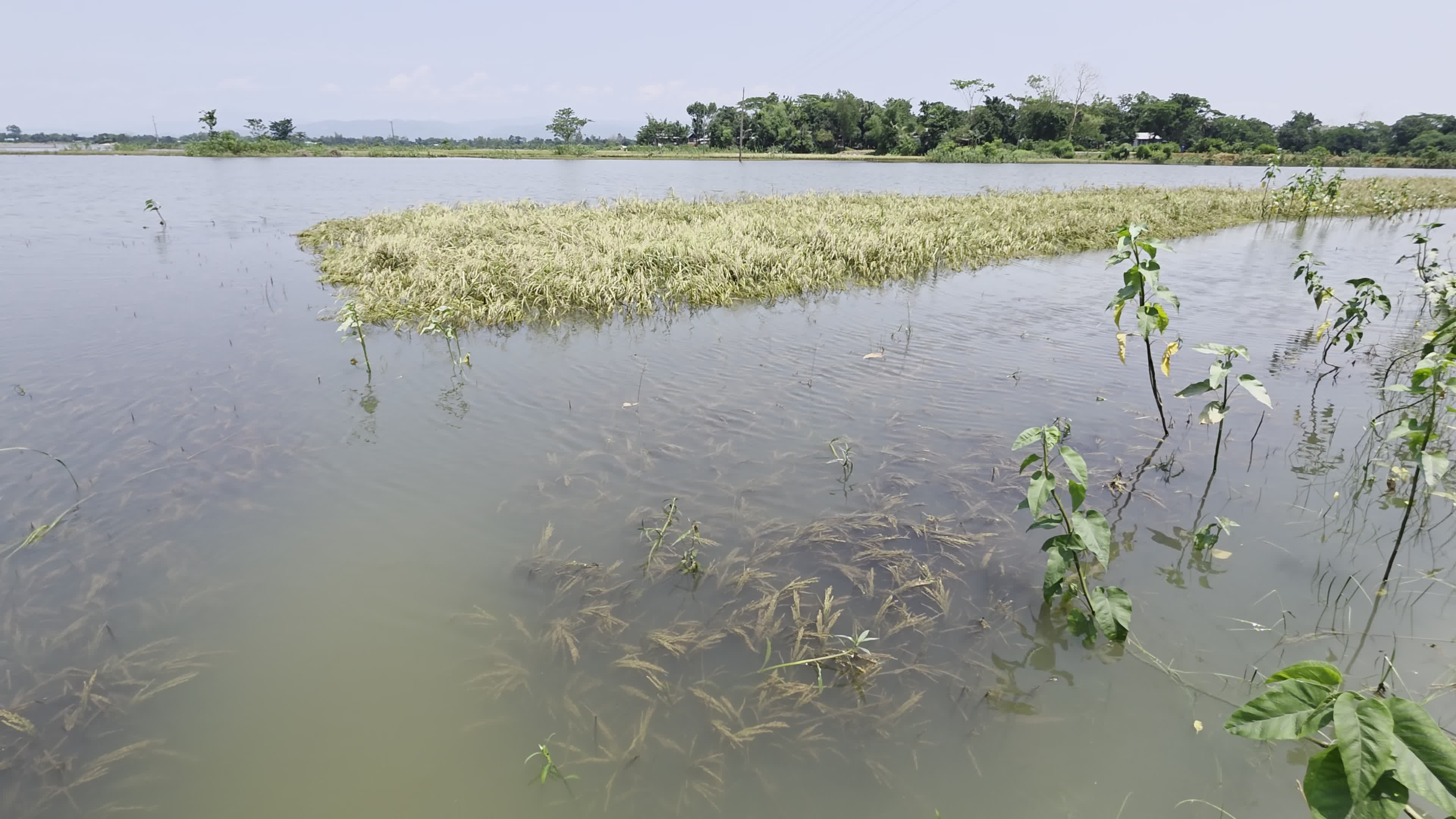 Bangladeshi Farmer Harvests Paddy Amid Flash Floods In Netrokona