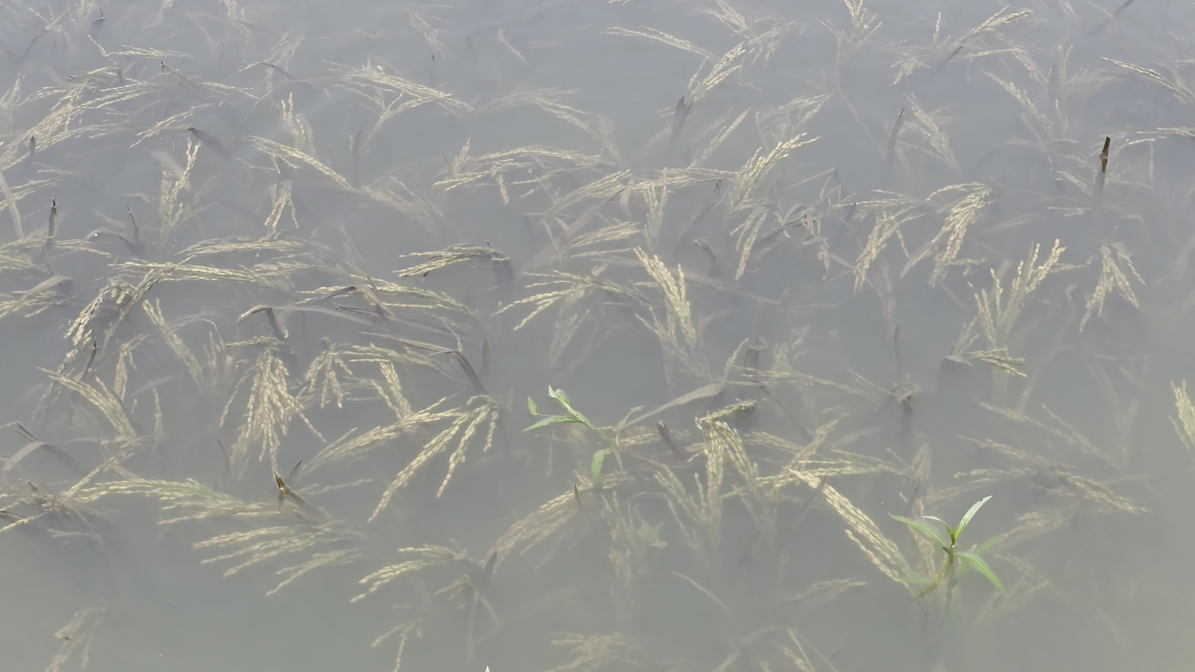 Bangladeshi Farmer Harvests Paddy Amid Flash Floods In Netrokona