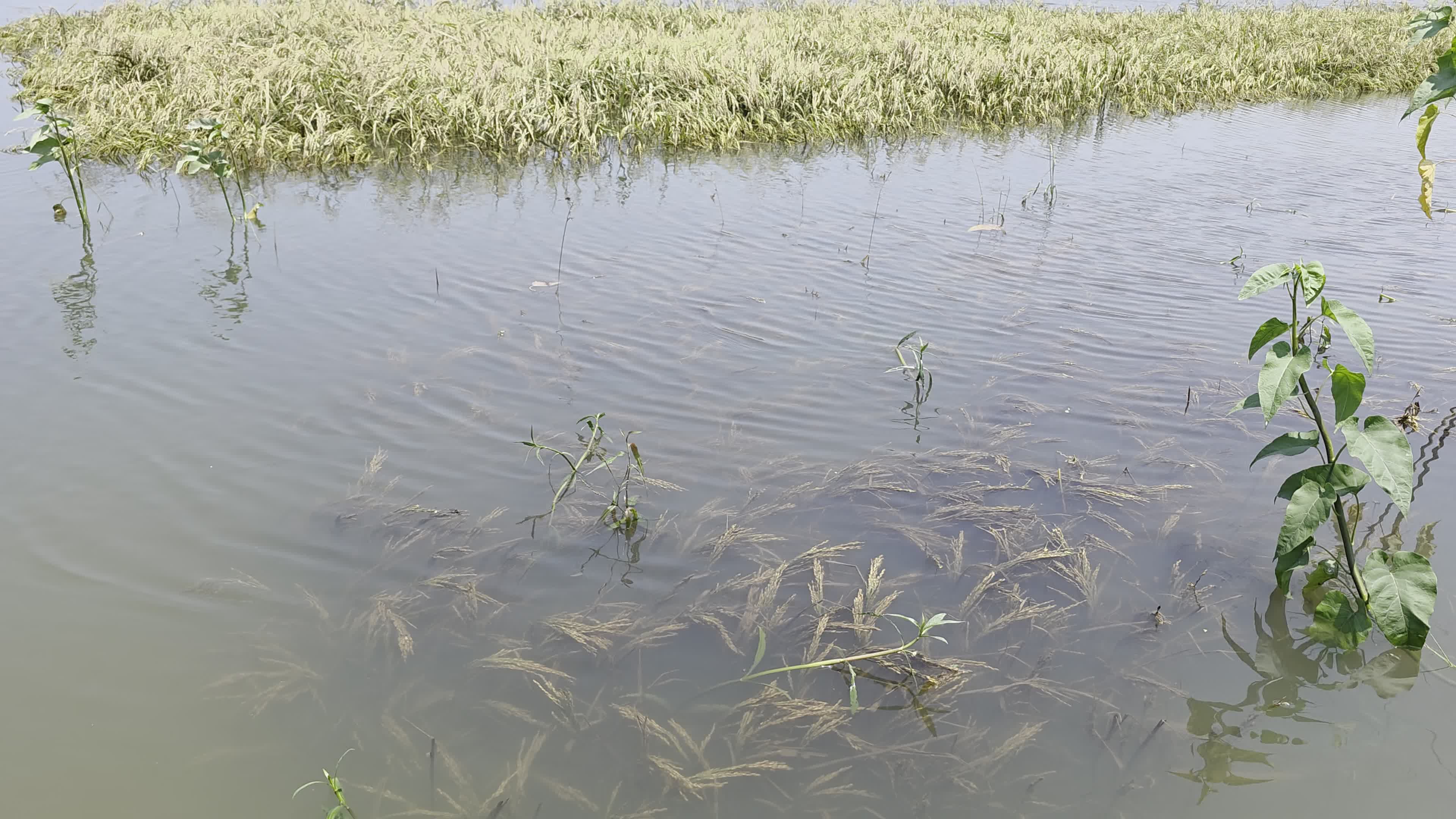 Bangladeshi Farmer Harvests Paddy Amid Flash Floods In Netrokona