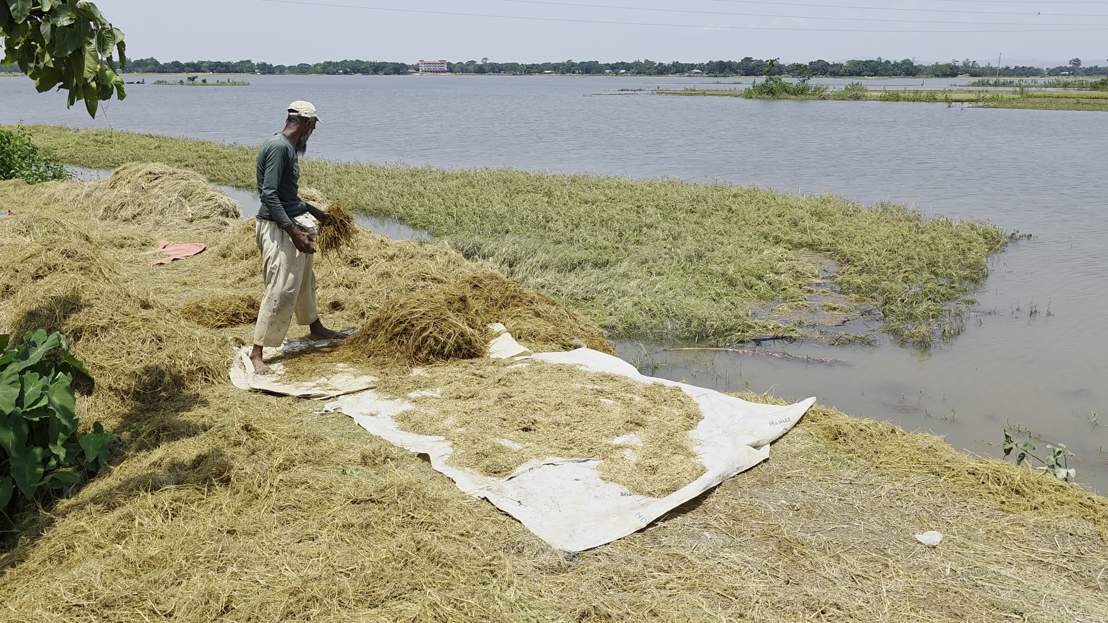 Bangladeshi Farmer Harvests Paddy Amid Flash Floods In Netrokona