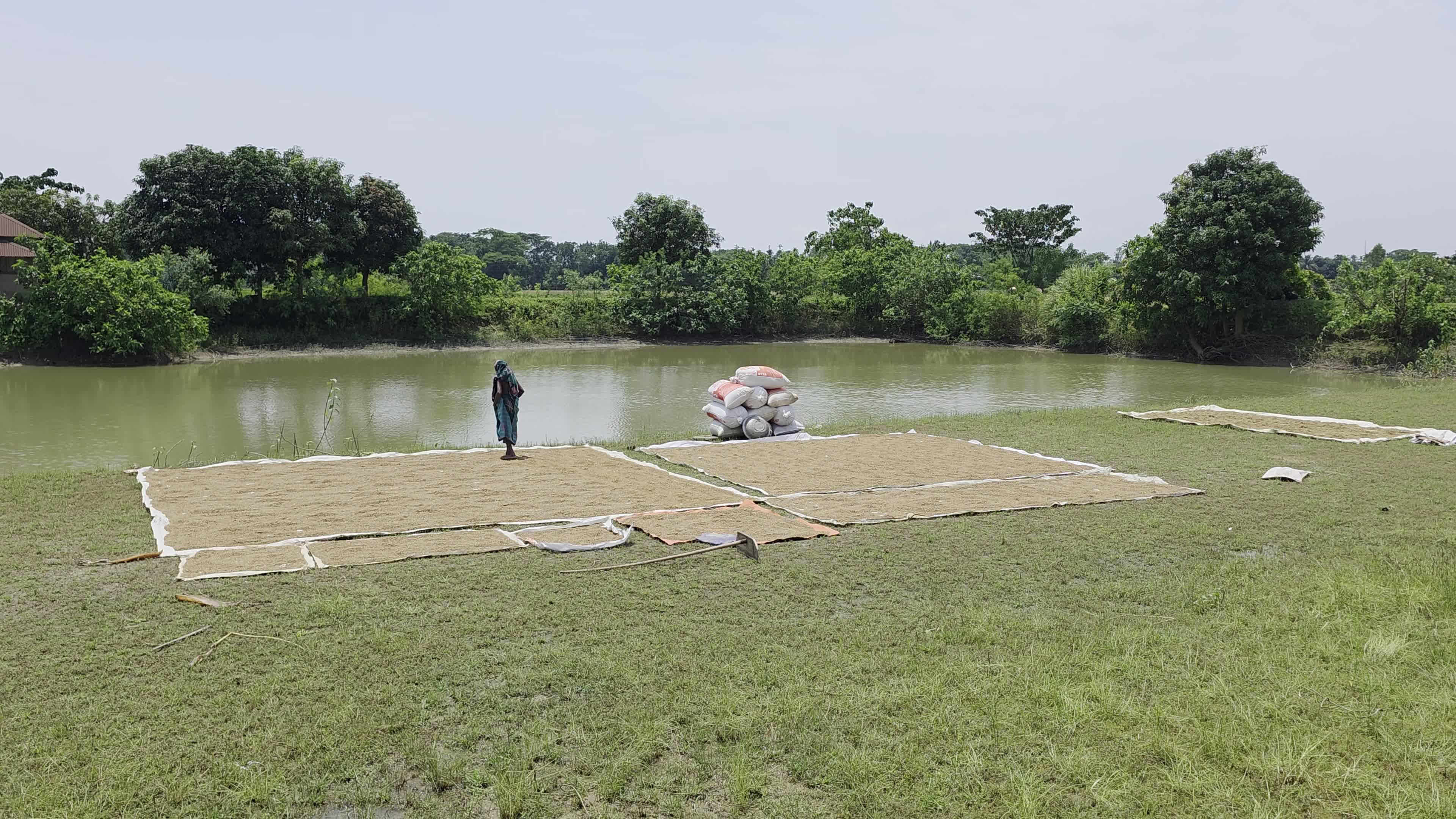 Bangladeshi Farmer Harvests Paddy Amid Flash Floods In Netrokona