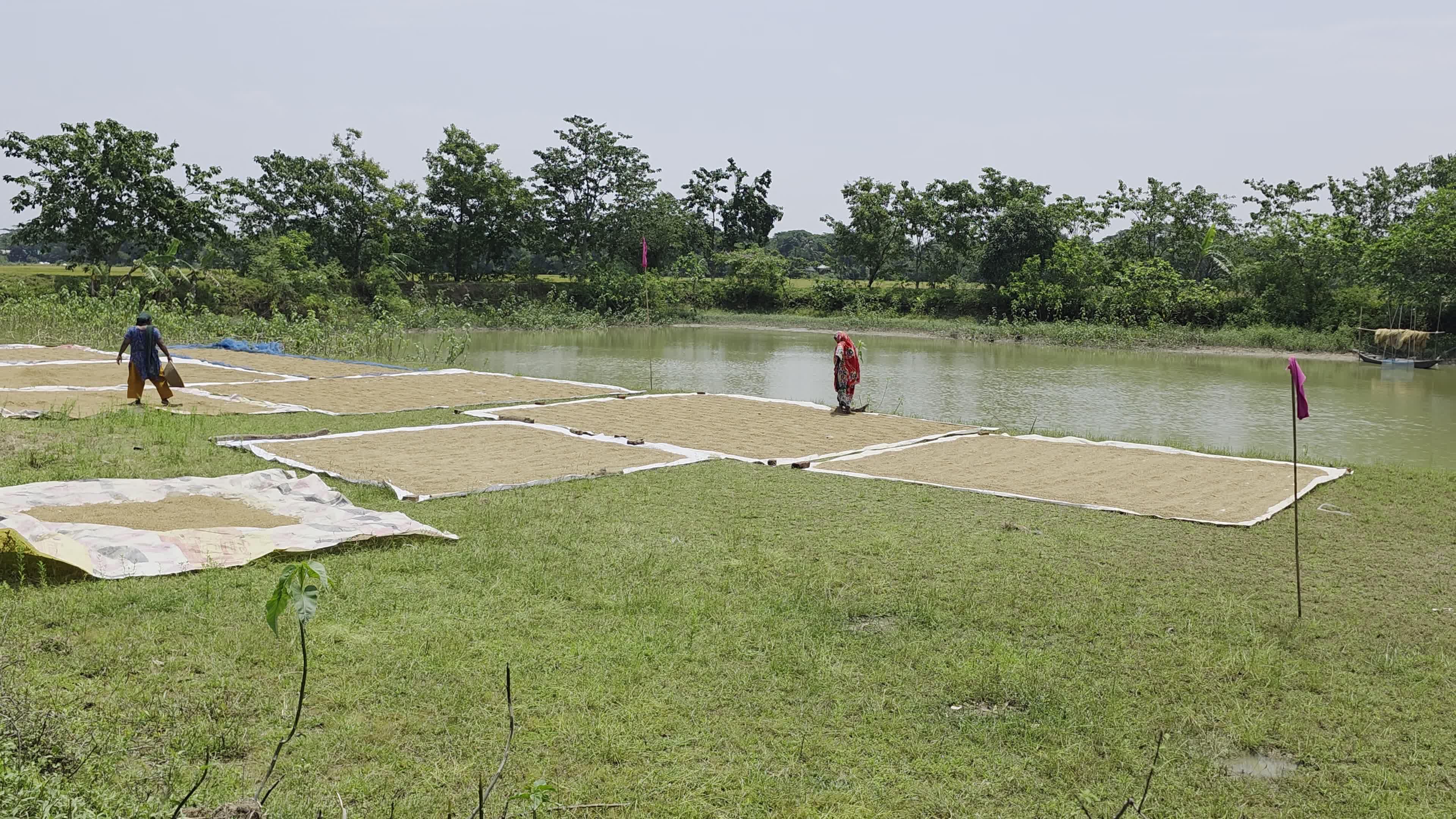 Bangladeshi Farmer Harvests Paddy Amid Flash Floods In Netrokona