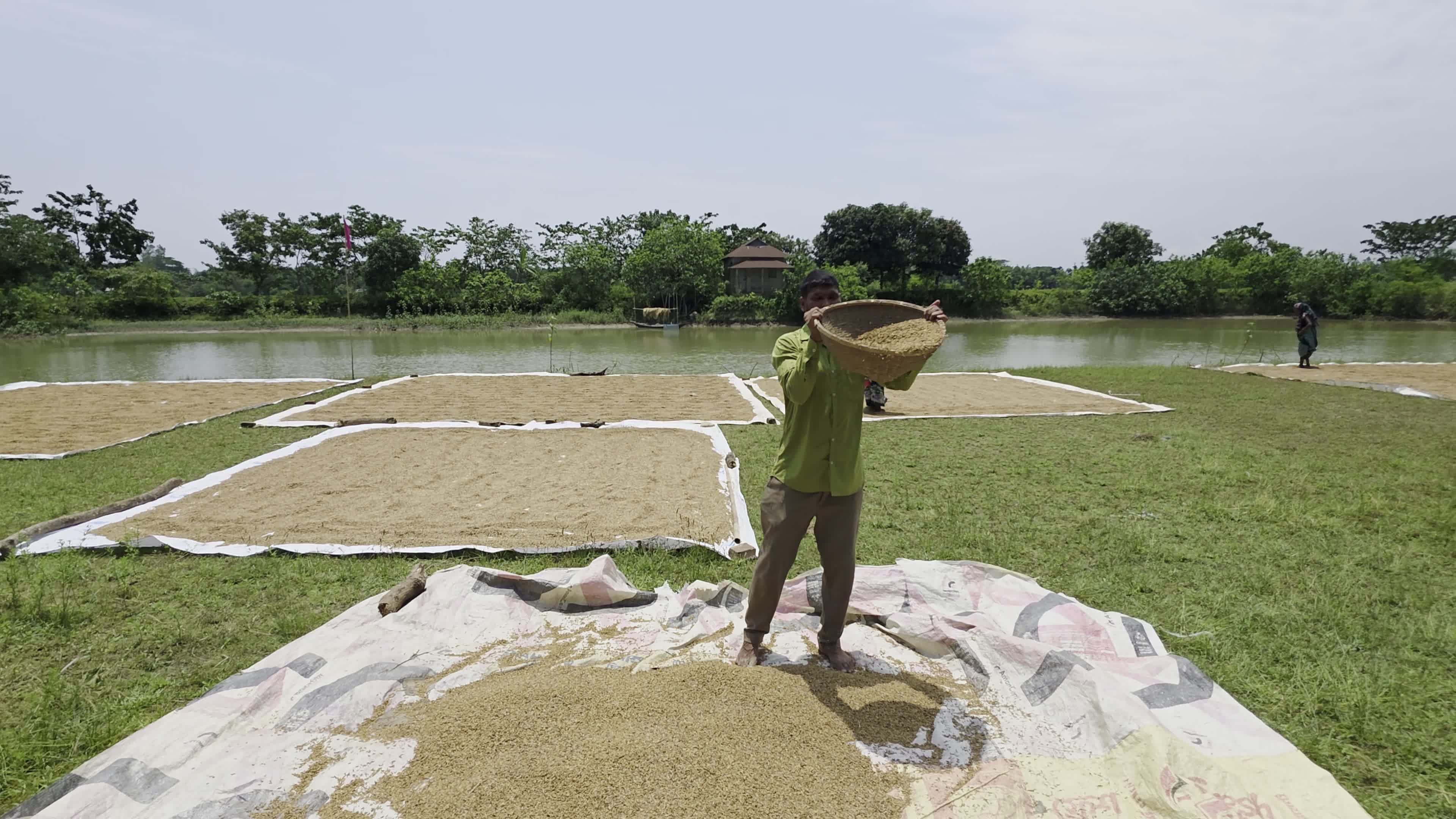Bangladeshi Farmer Harvests Paddy Amid Flash Floods In Netrokona