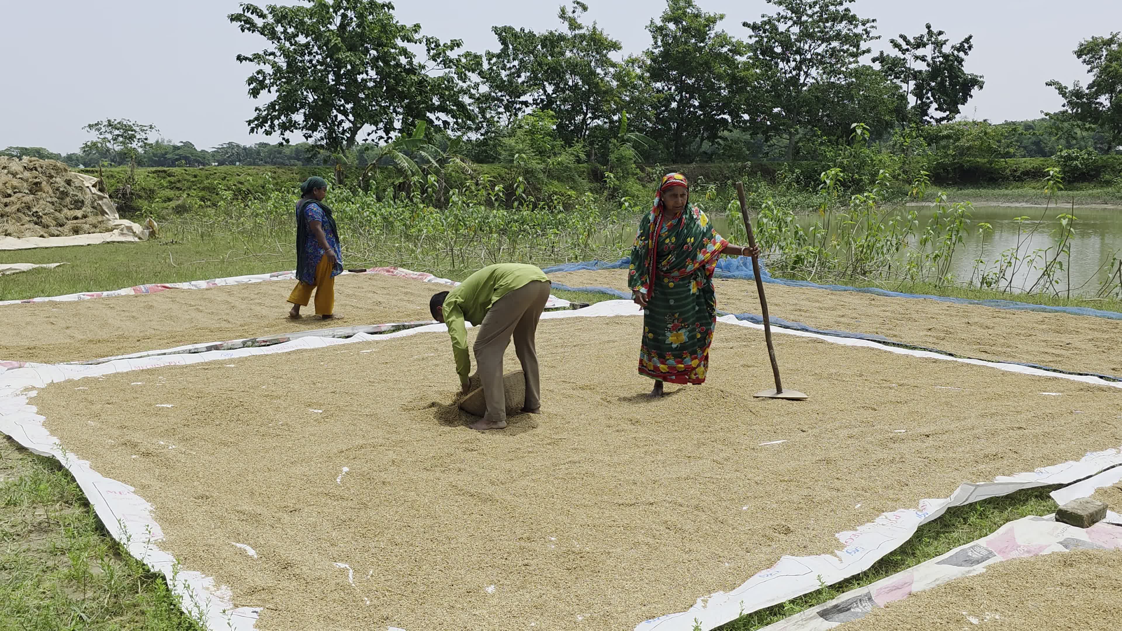 Bangladeshi Farmer Harvests Paddy Amid Flash Floods In Netrokona