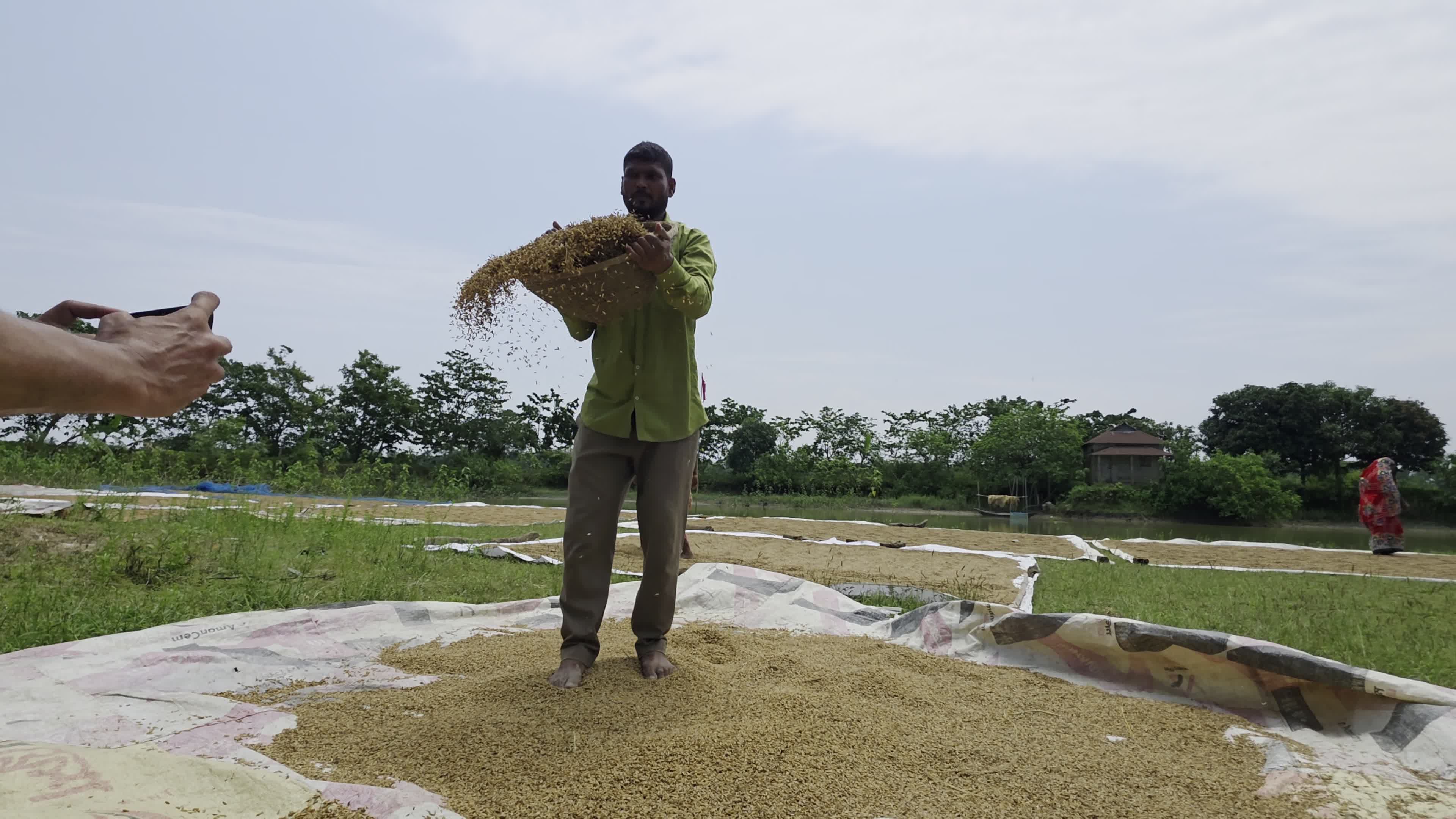 Bangladeshi Farmer Harvests Paddy Amid Flash Floods In Netrokona