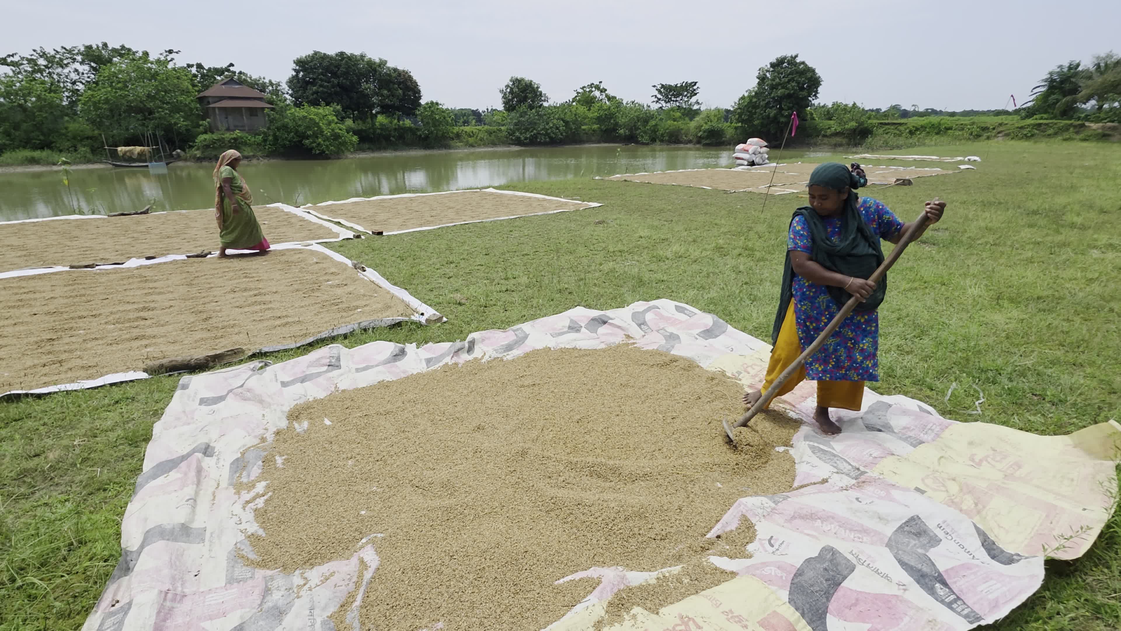 Bangladeshi Farmer Harvests Paddy Amid Flash Floods In Netrokona