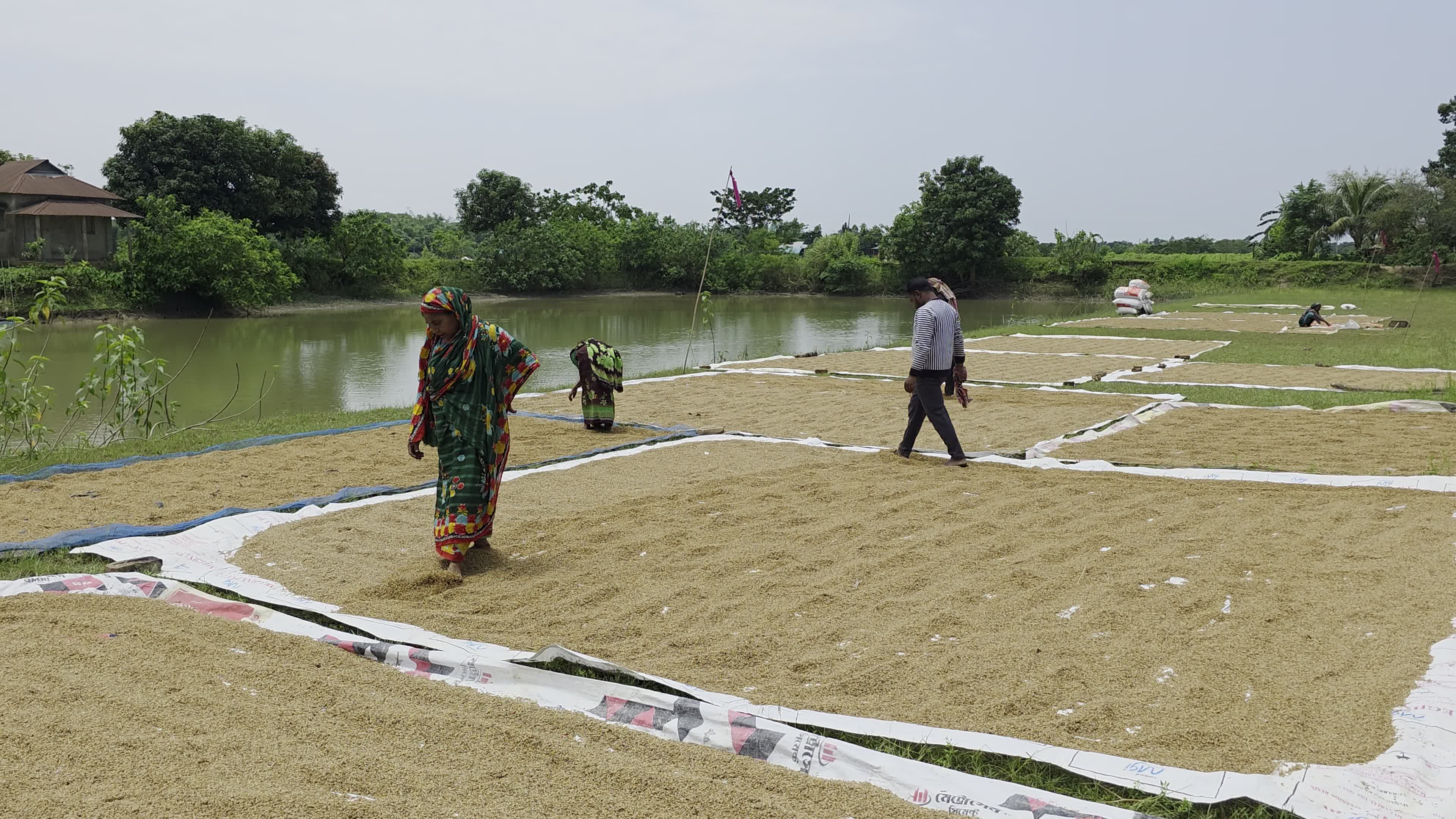 Bangladeshi Farmer Harvests Paddy Amid Flash Floods In Netrokona