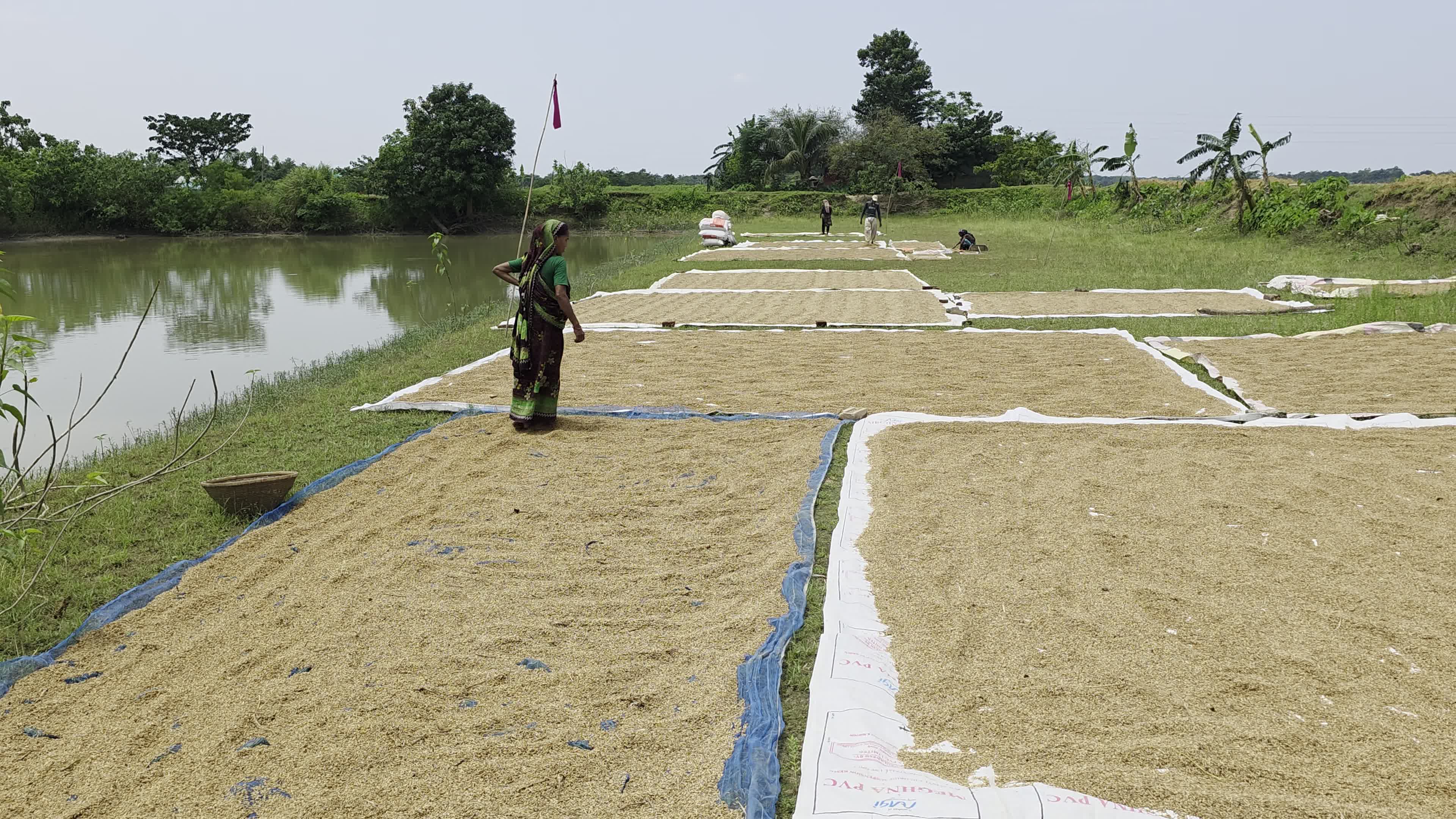 Bangladeshi Farmer Harvests Paddy Amid Flash Floods In Netrokona