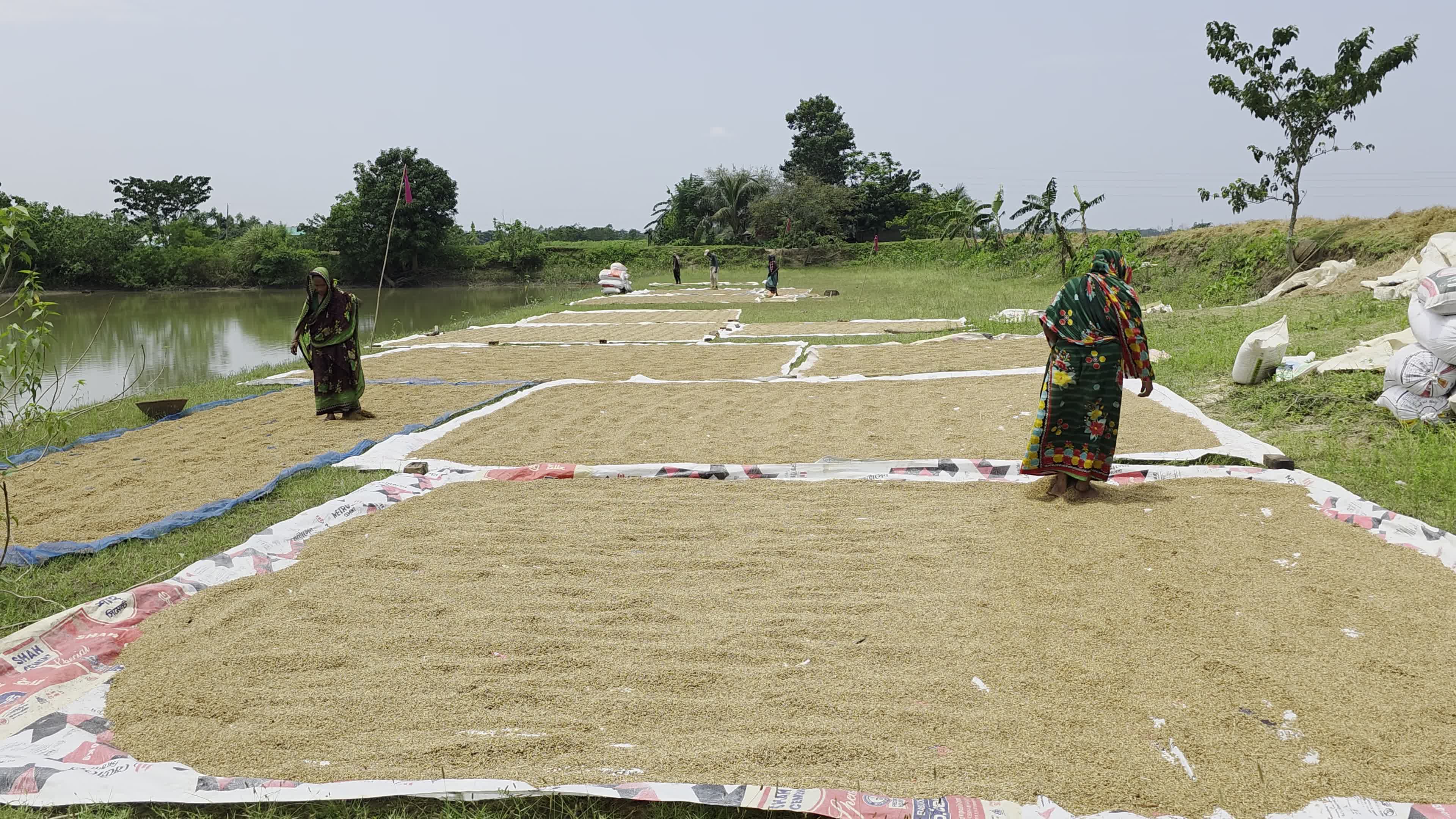 Bangladeshi Farmer Harvests Paddy Amid Flash Floods In Netrokona