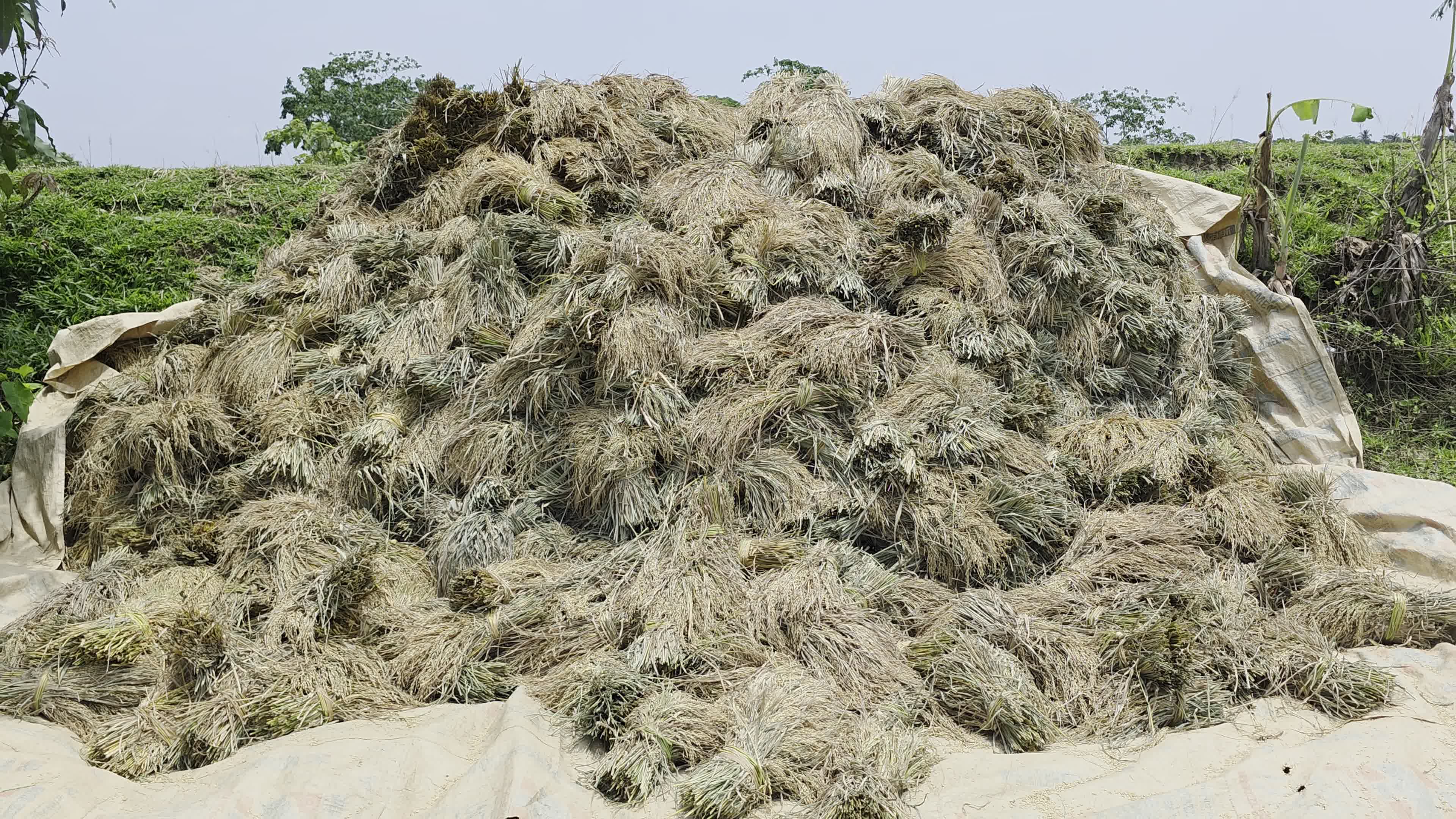 Bangladeshi Farmer Harvests Paddy Amid Flash Floods In Netrokona
