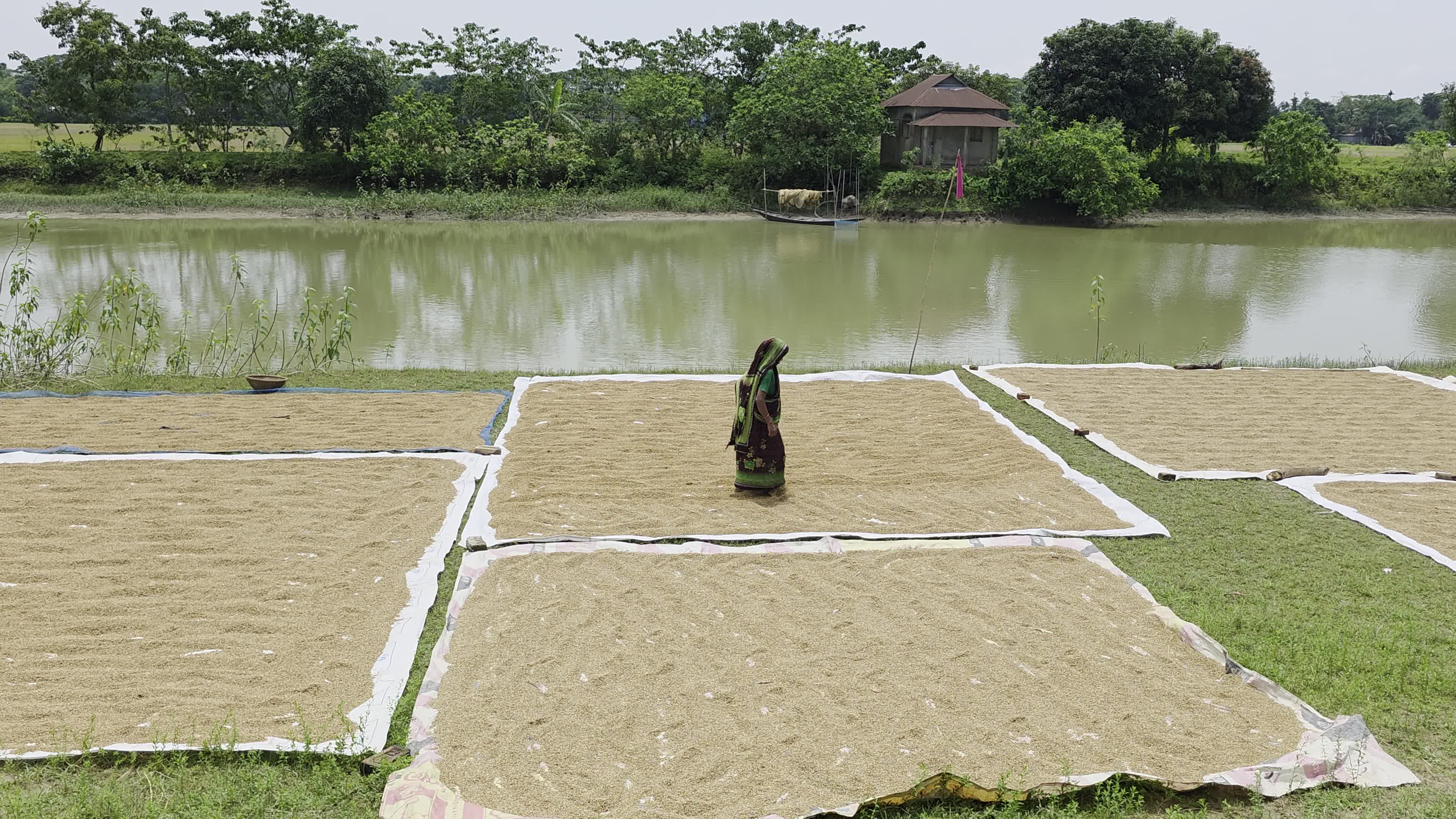 Bangladeshi Farmer Harvests Paddy Amid Flash Floods In Netrokona