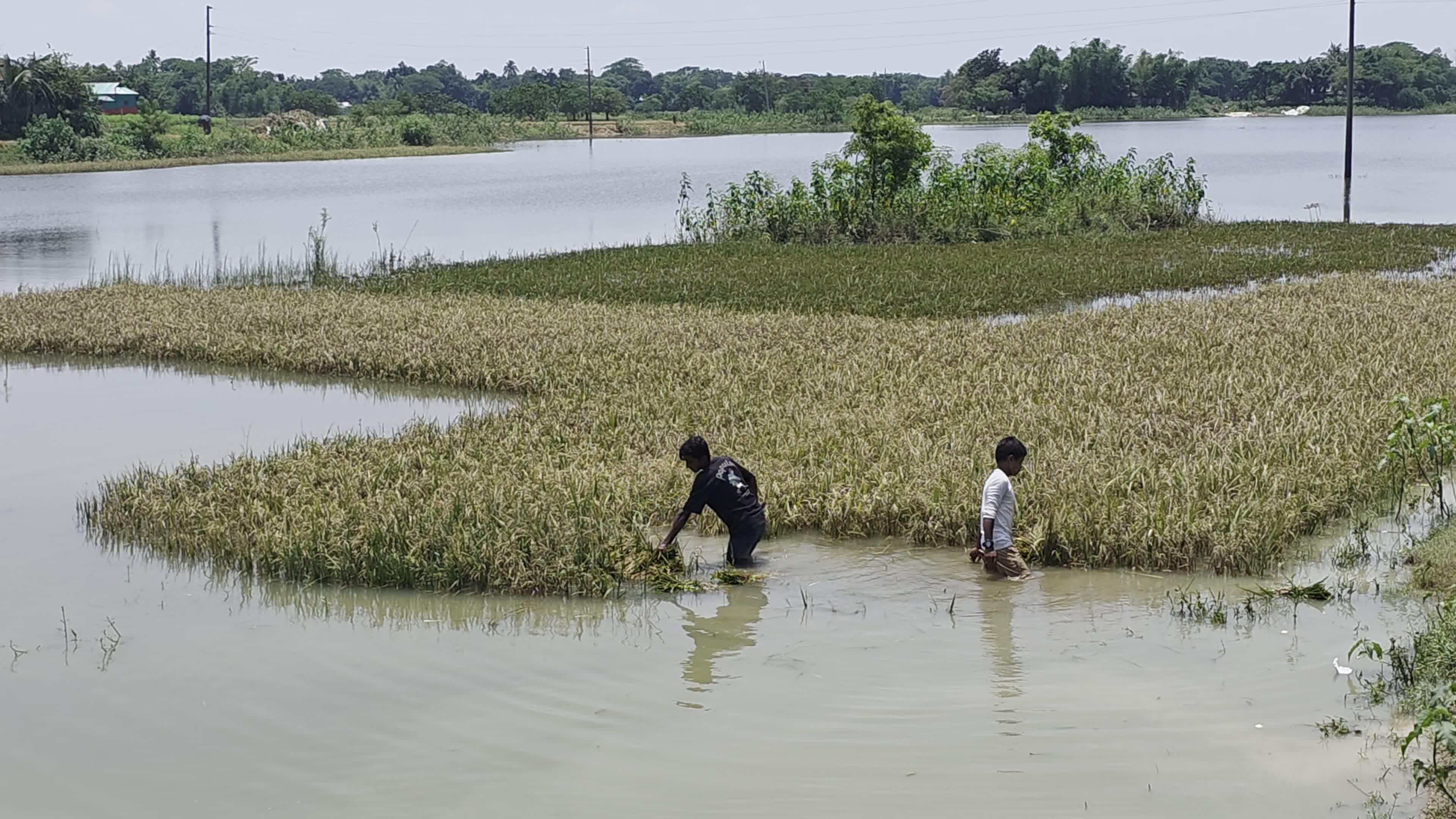 Bangladeshi Farmer Harvests Paddy Amid Flash Floods In Netrokona