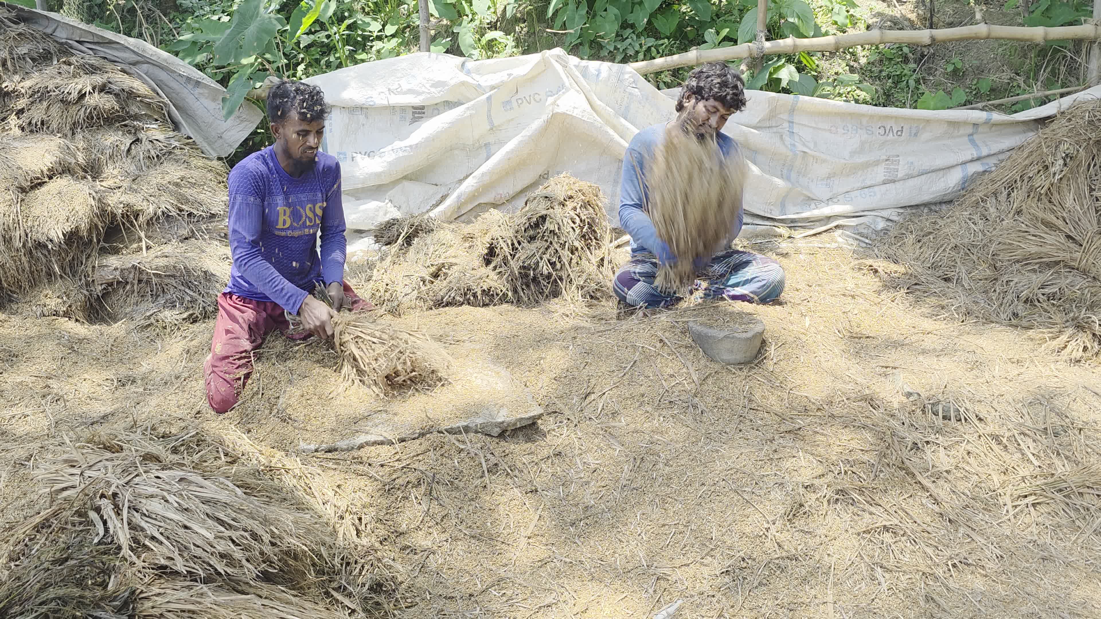 Bangladeshi Farmer Harvests Paddy Amid Flash Floods In Netrokona