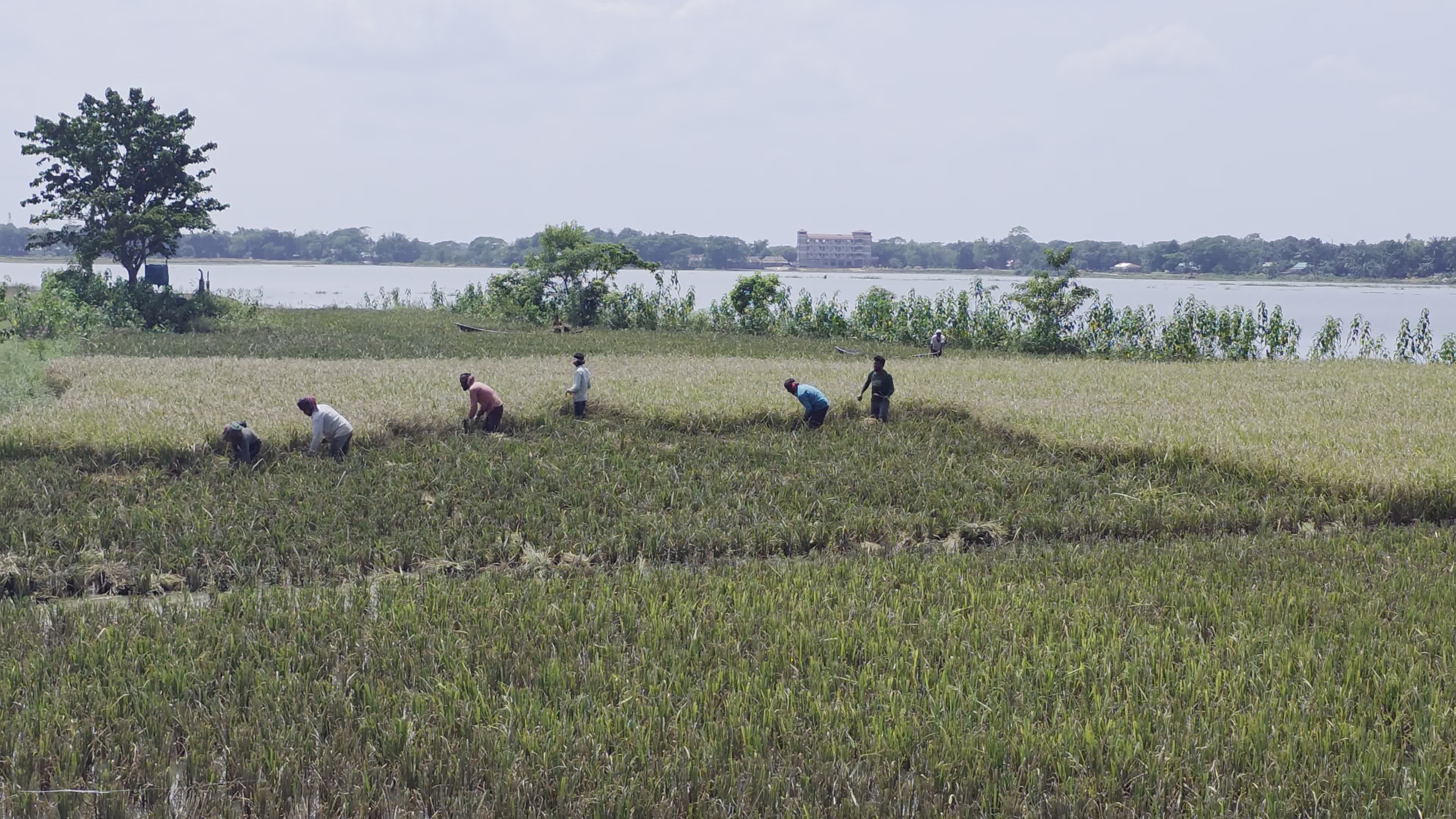 Bangladeshi Farmer Harvests Paddy Amid Flash Floods In Netrokona