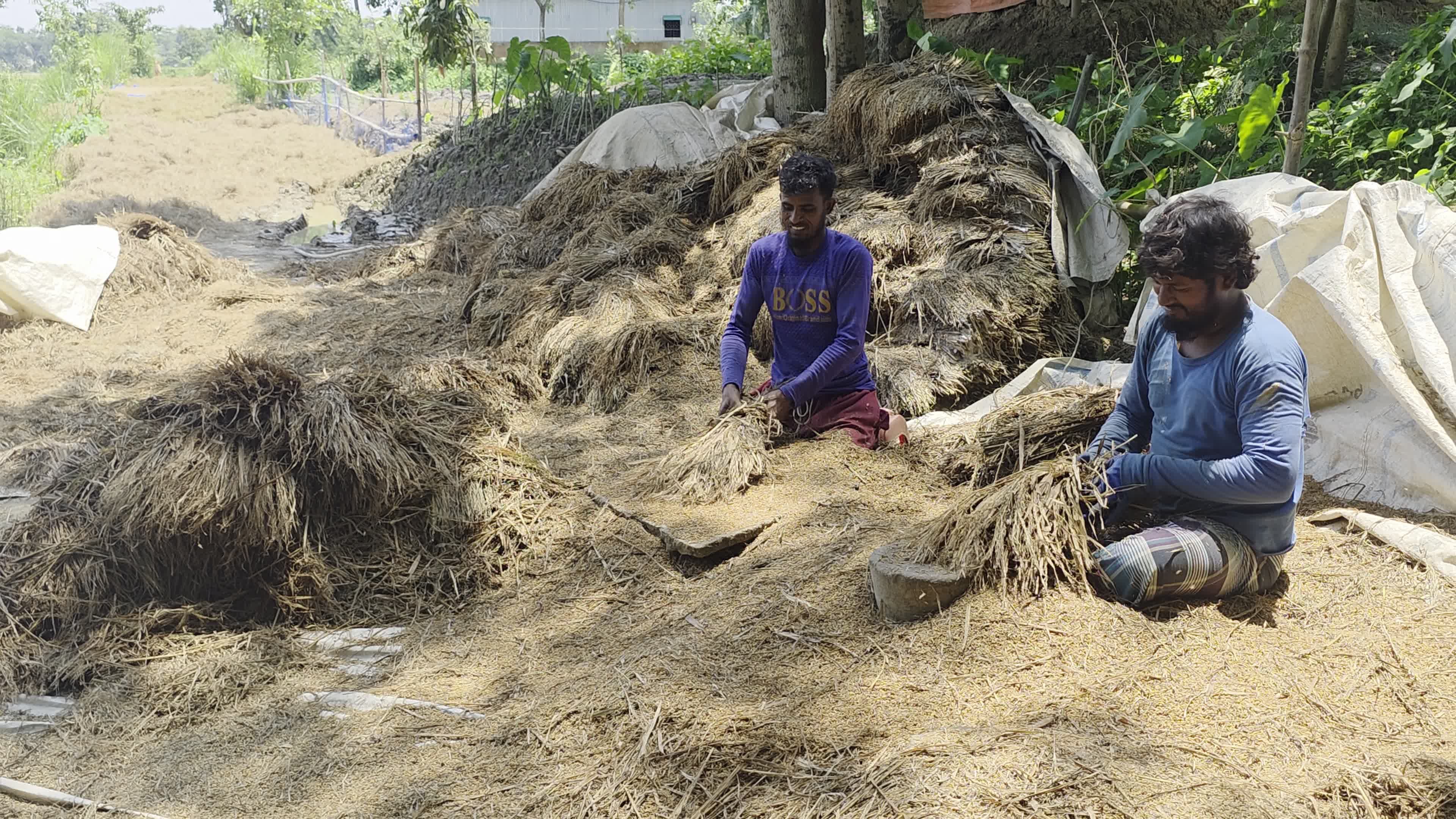 Bangladeshi Farmer Harvests Paddy Amid Flash Floods In Netrokona