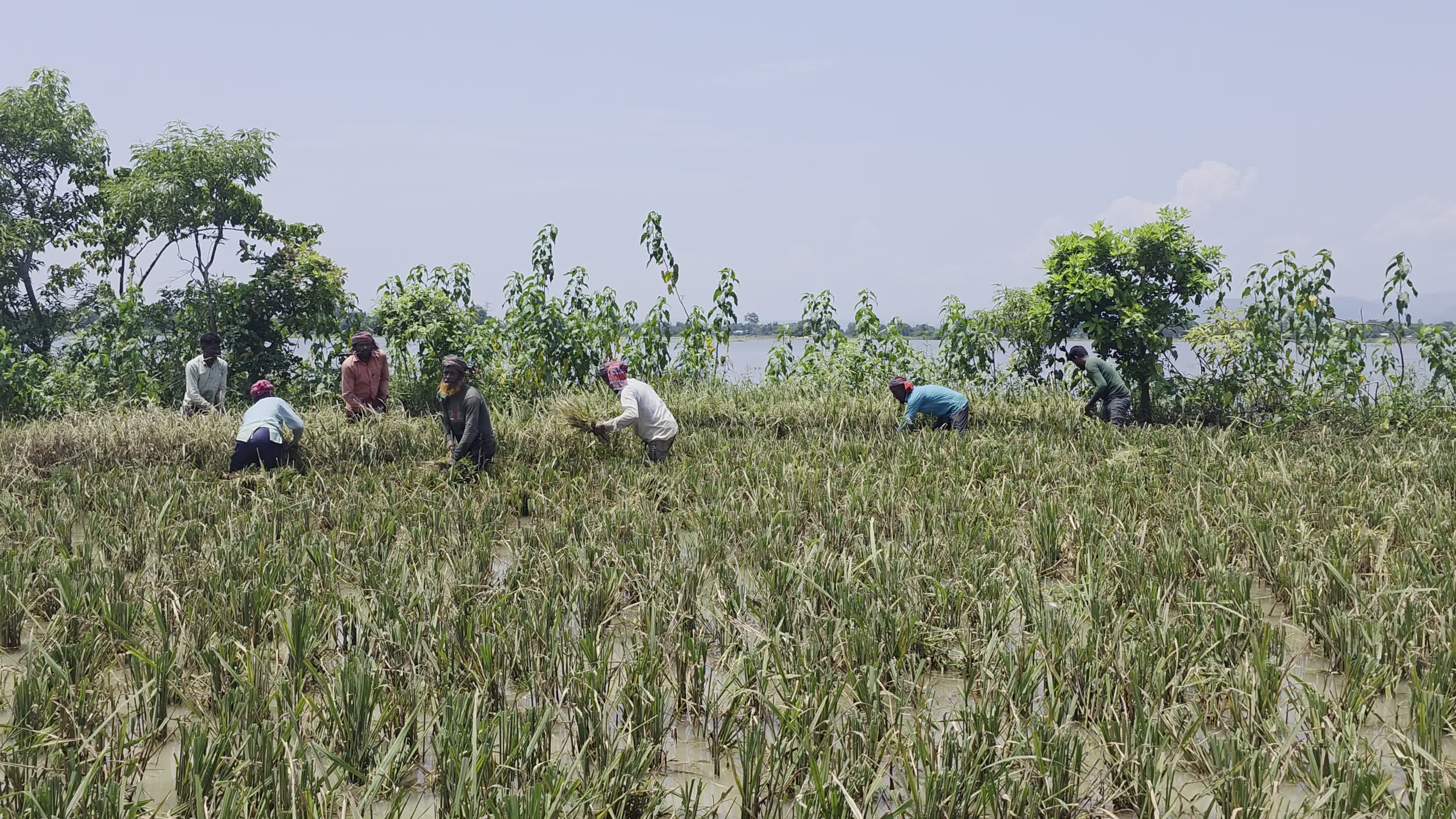 Bangladeshi Farmer Harvests Paddy Amid Flash Floods In Netrokona