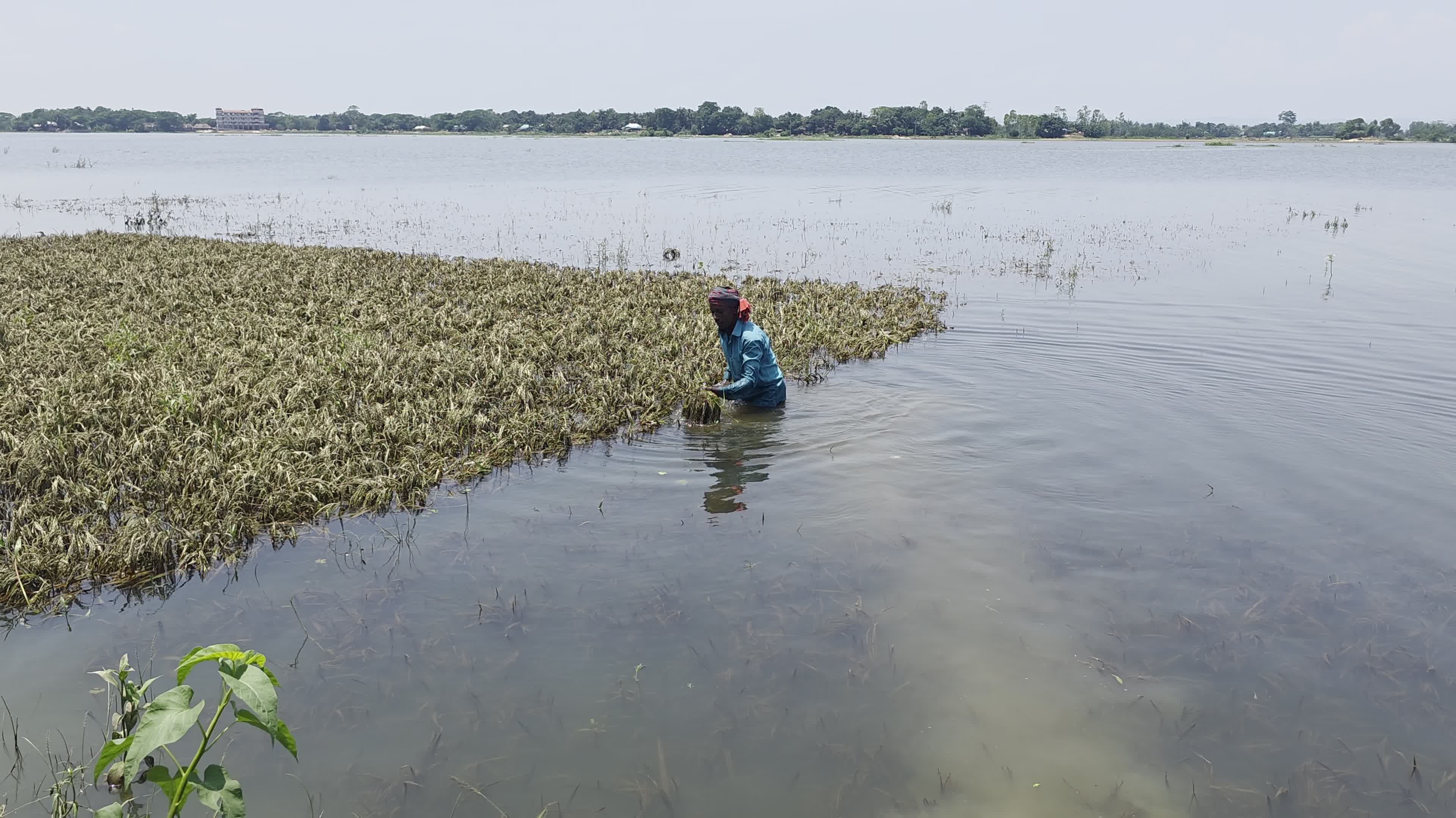 Bangladeshi Farmer Harvests Paddy Amid Flash Floods In Netrokona