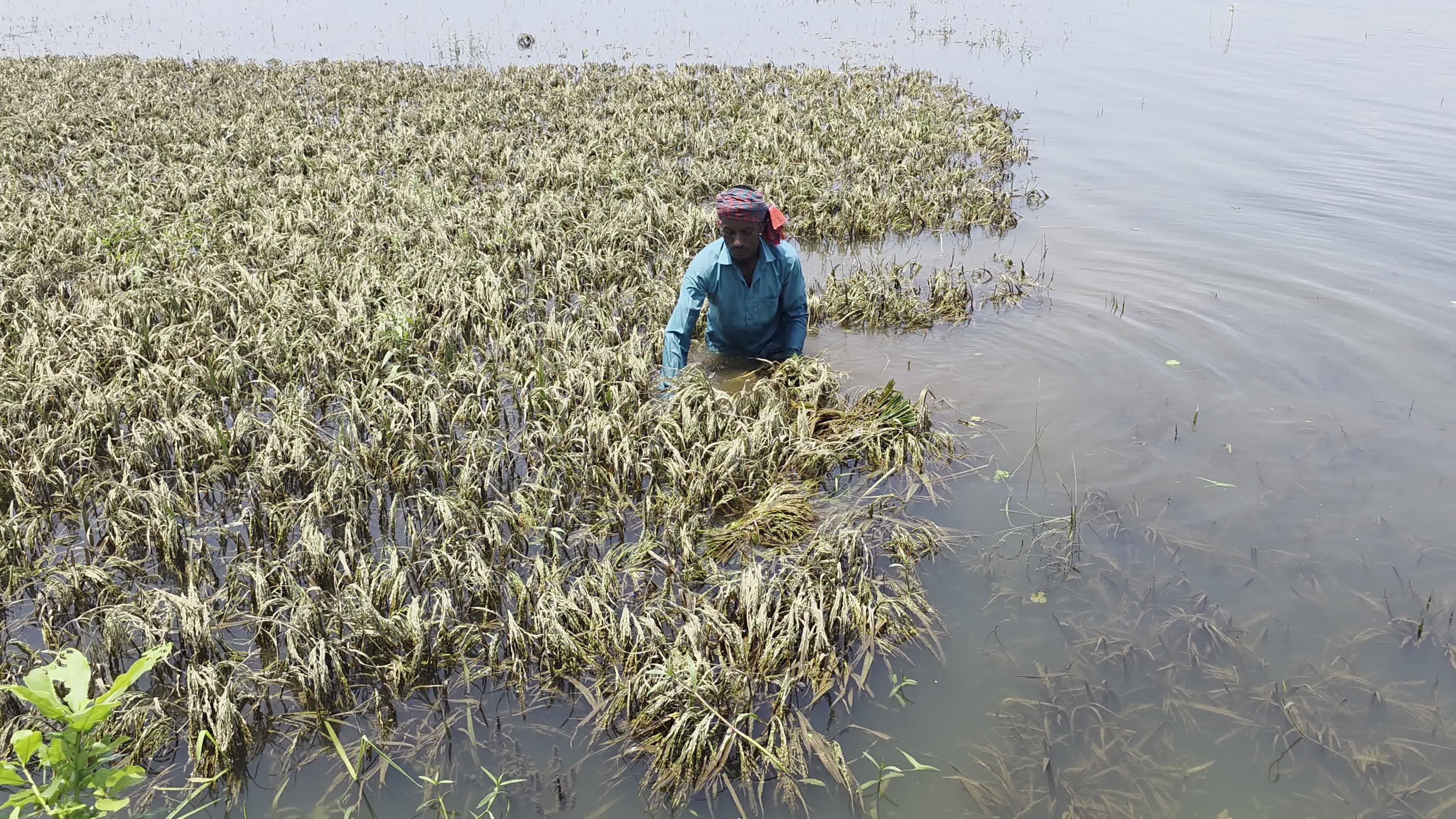 Bangladeshi Farmer Harvests Paddy Amid Flash Floods In Netrokona