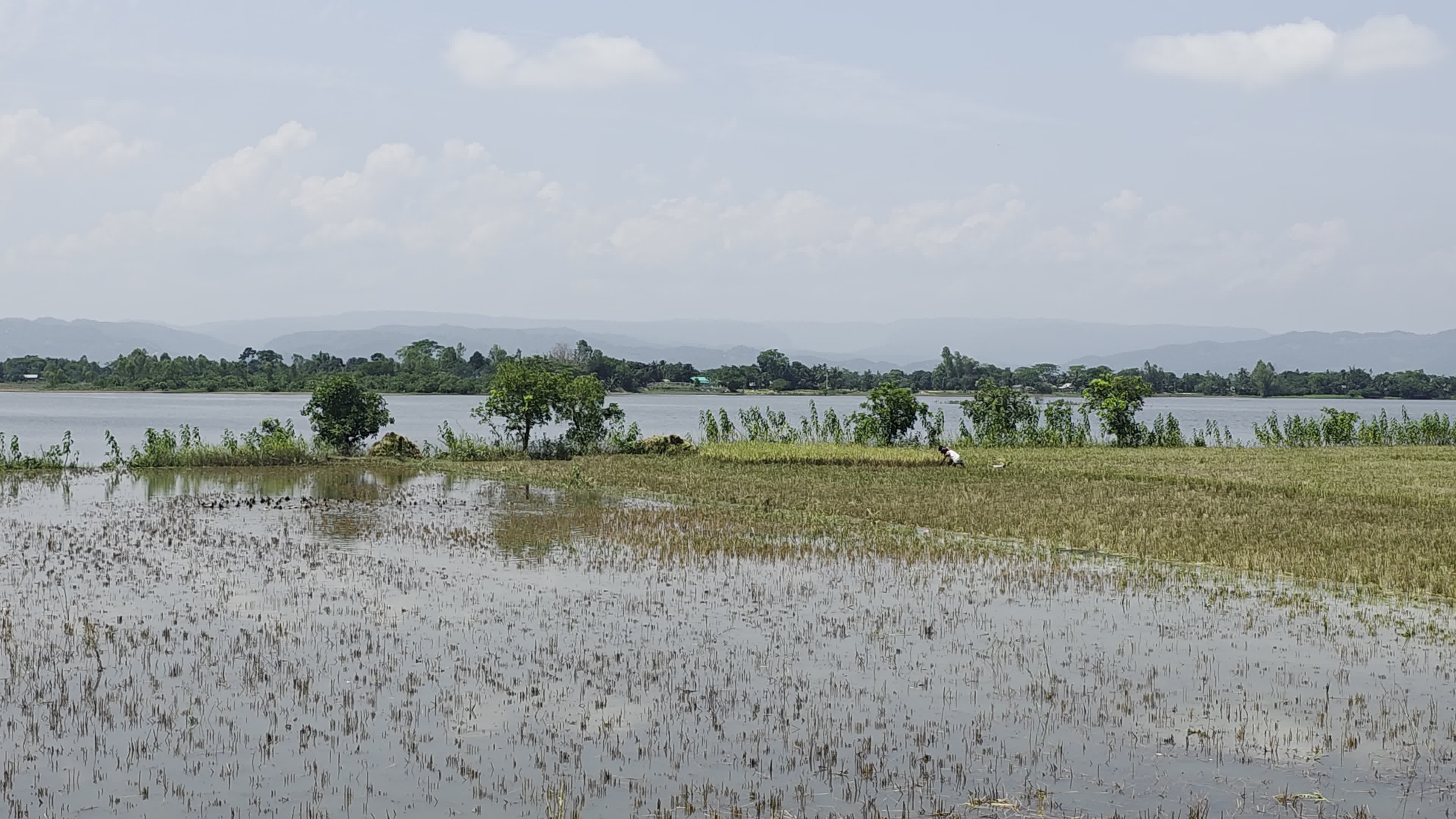 Bangladeshi Farmer Harvests Paddy Amid Flash Floods In Netrokona