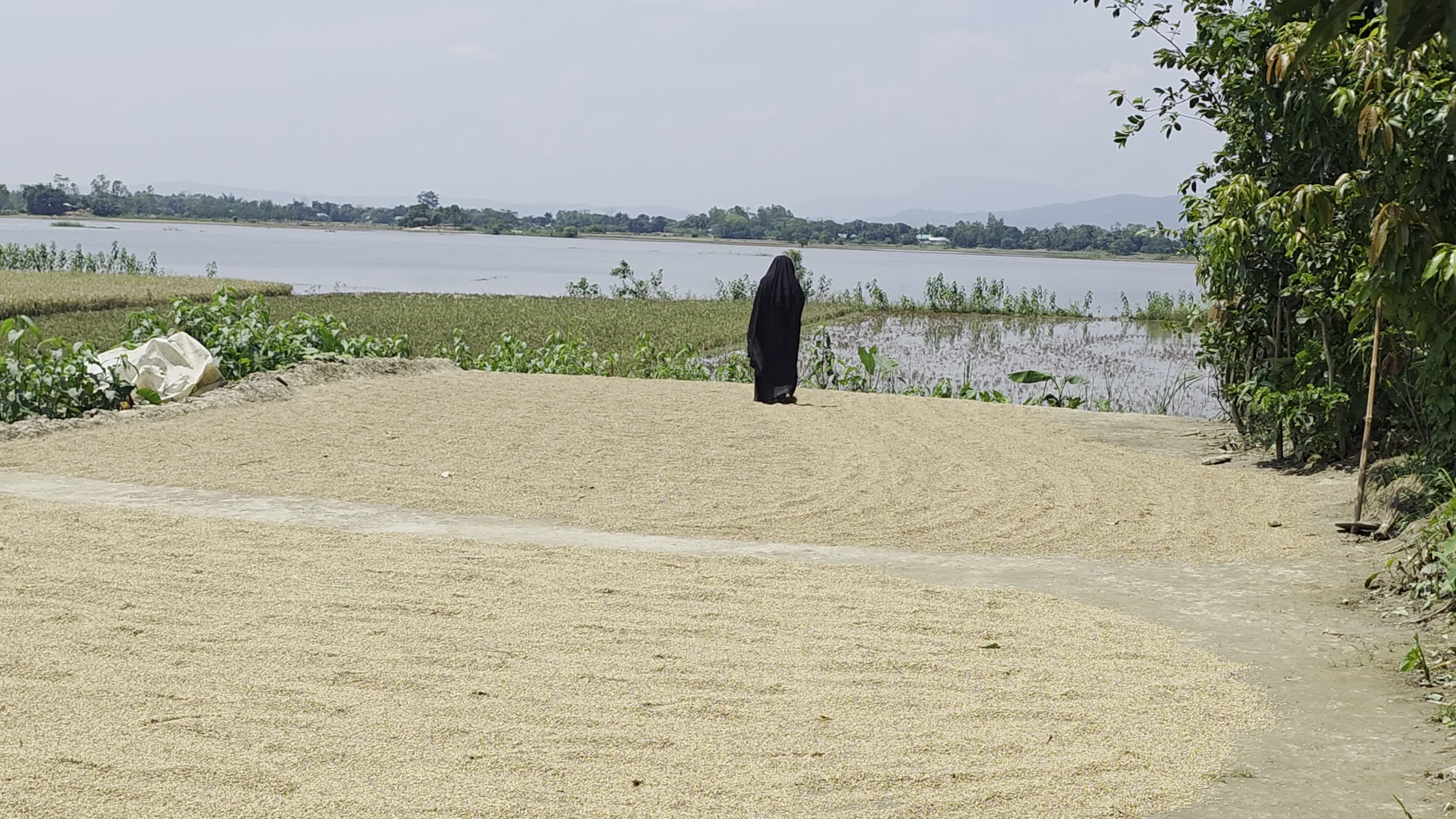 Bangladeshi Farmer Harvests Paddy Amid Flash Floods In Netrokona