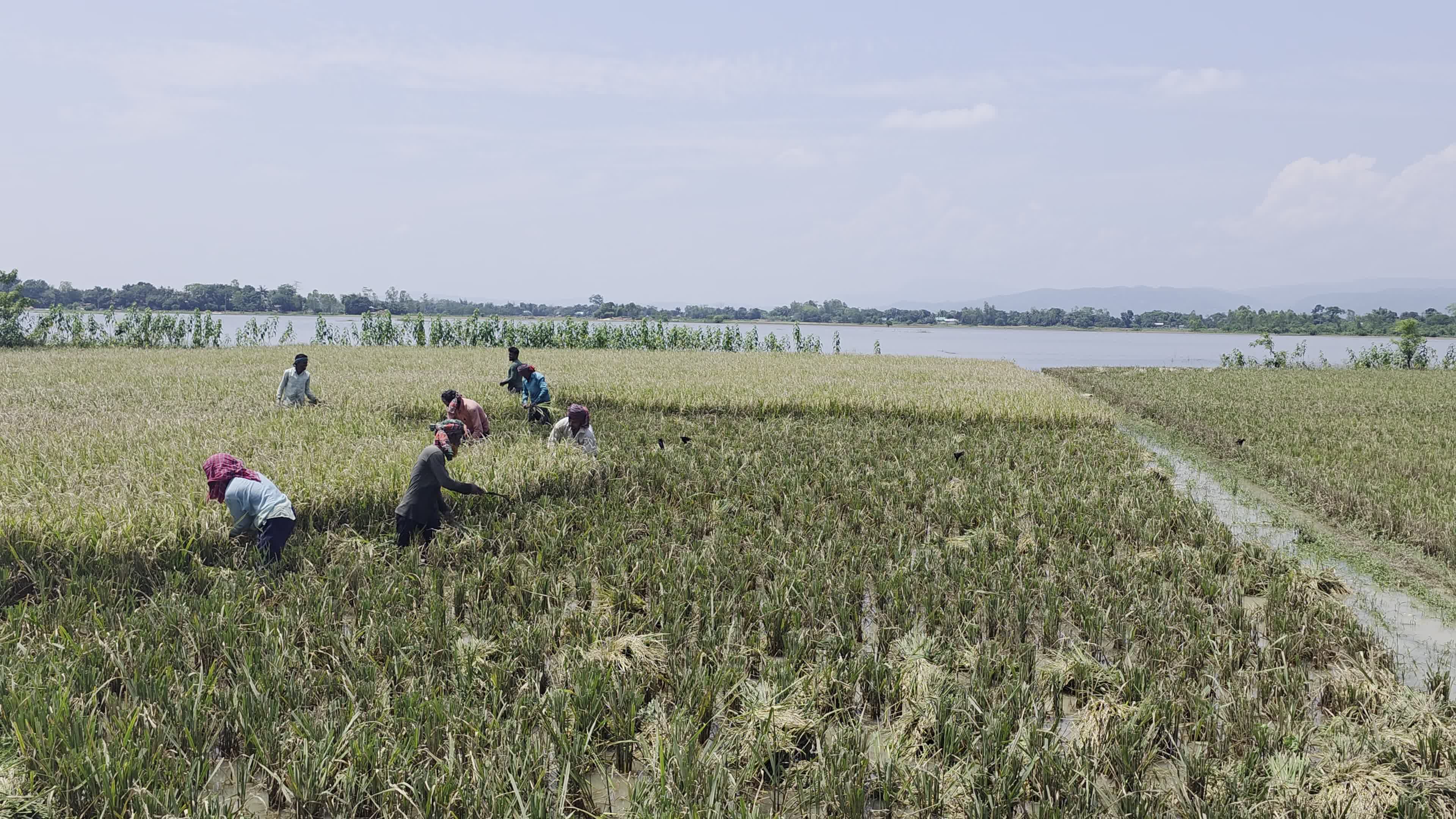 Bangladeshi Farmer Harvests Paddy Amid Flash Floods In Netrokona