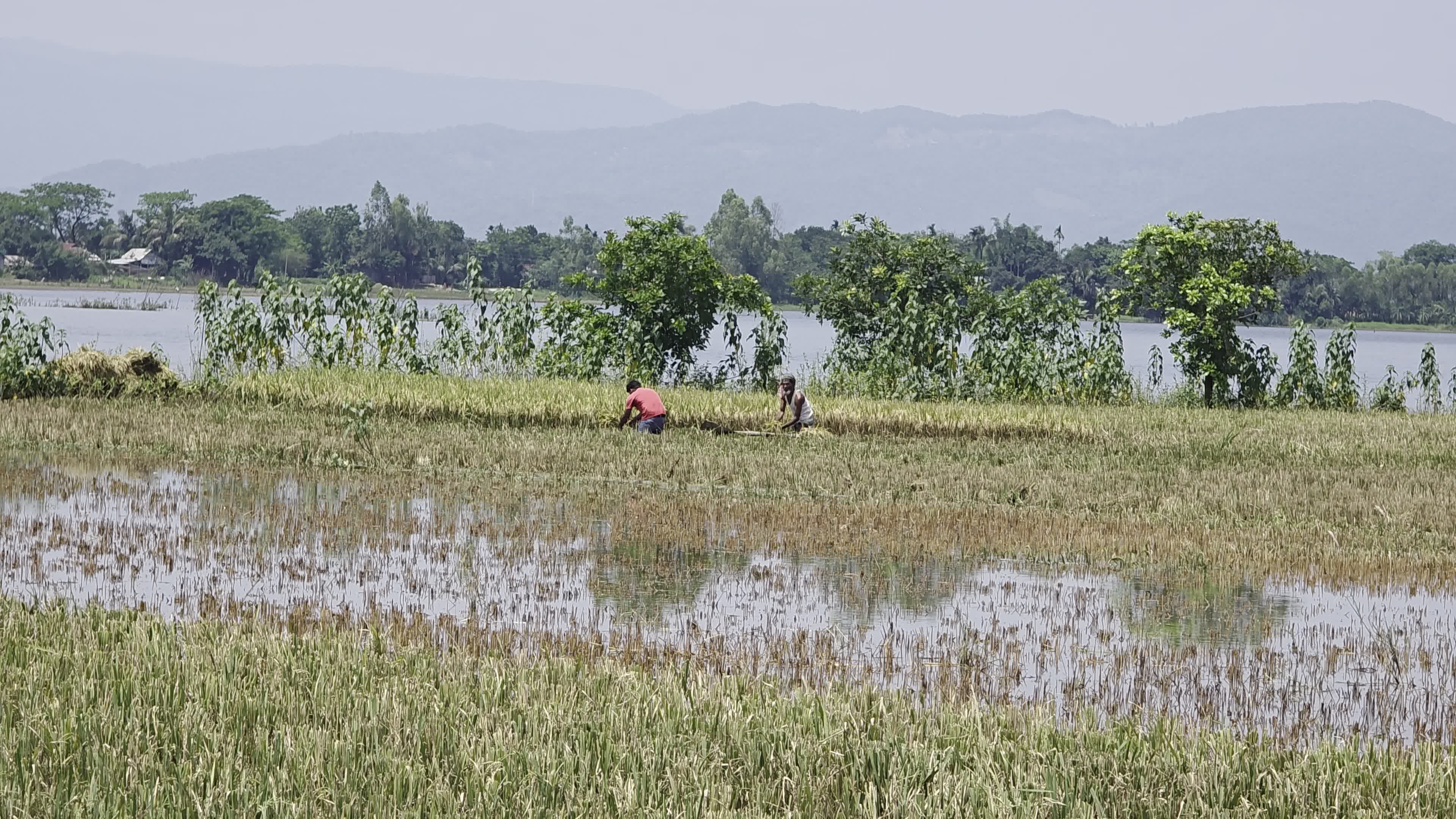 Bangladeshi Farmer Harvests Paddy Amid Flash Floods In Netrokona