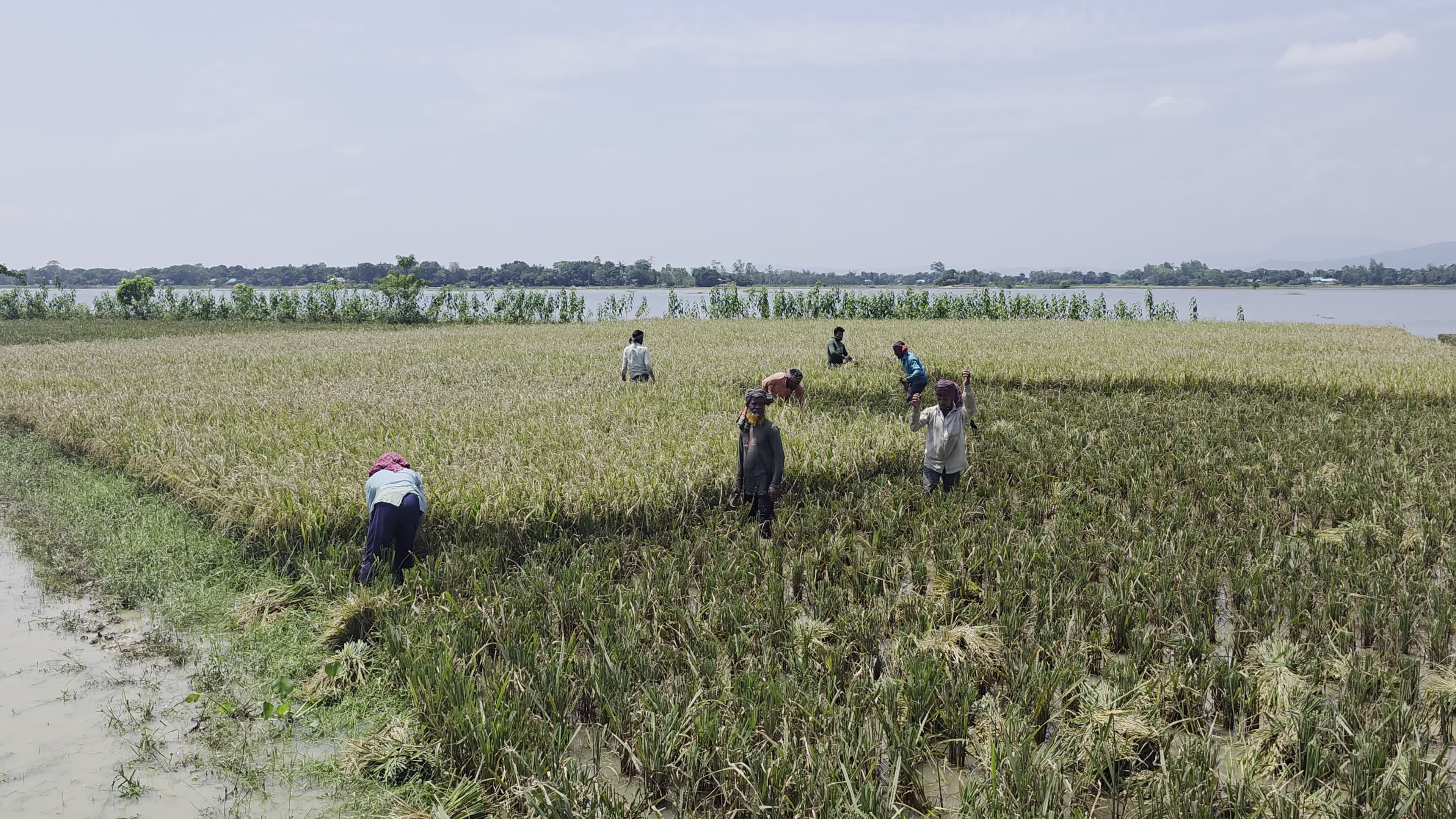 Bangladeshi Farmer Harvests Paddy Amid Flash Floods In Netrokona