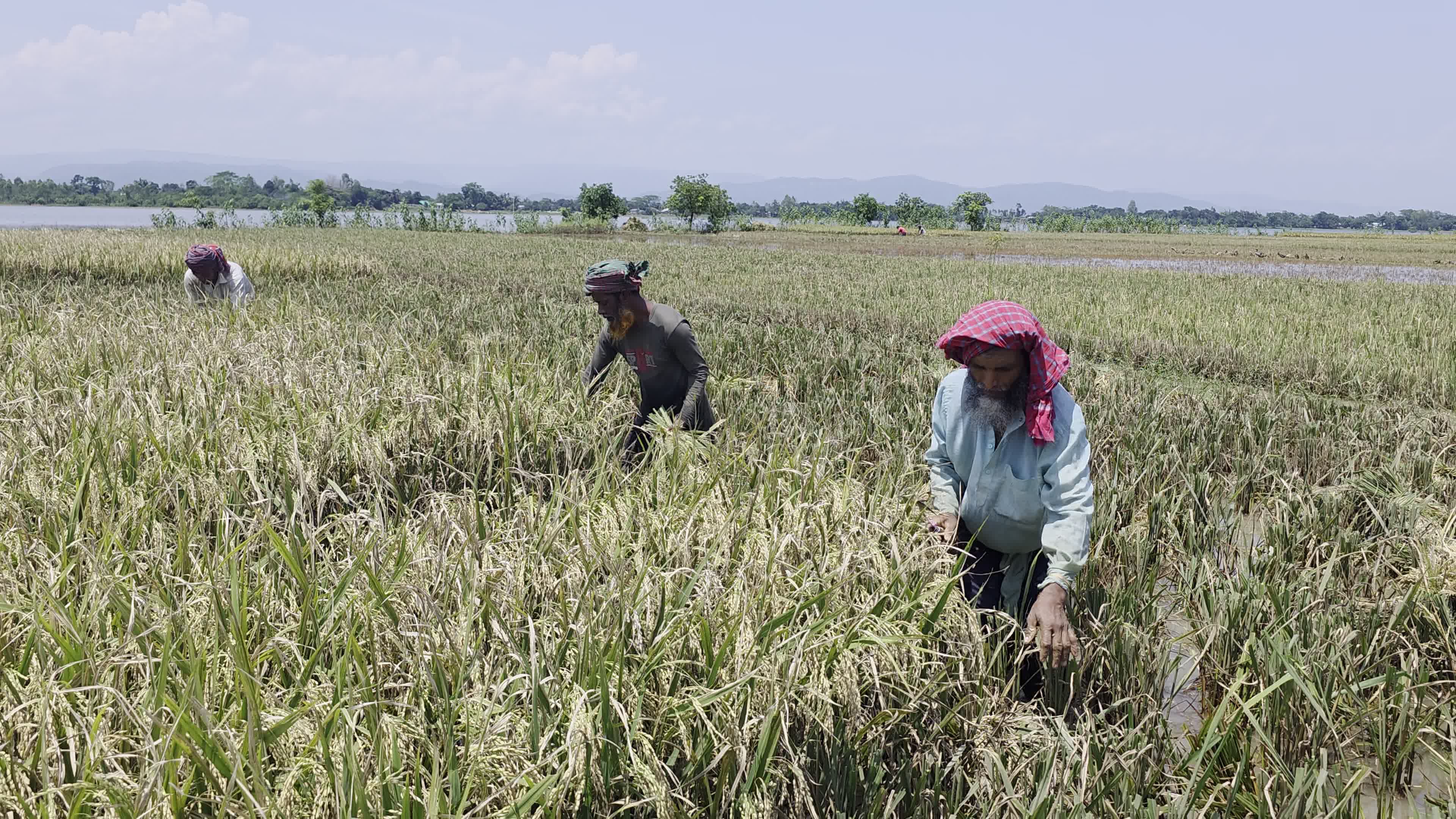 Bangladeshi Farmer Harvests Paddy Amid Flash Floods In Netrokona