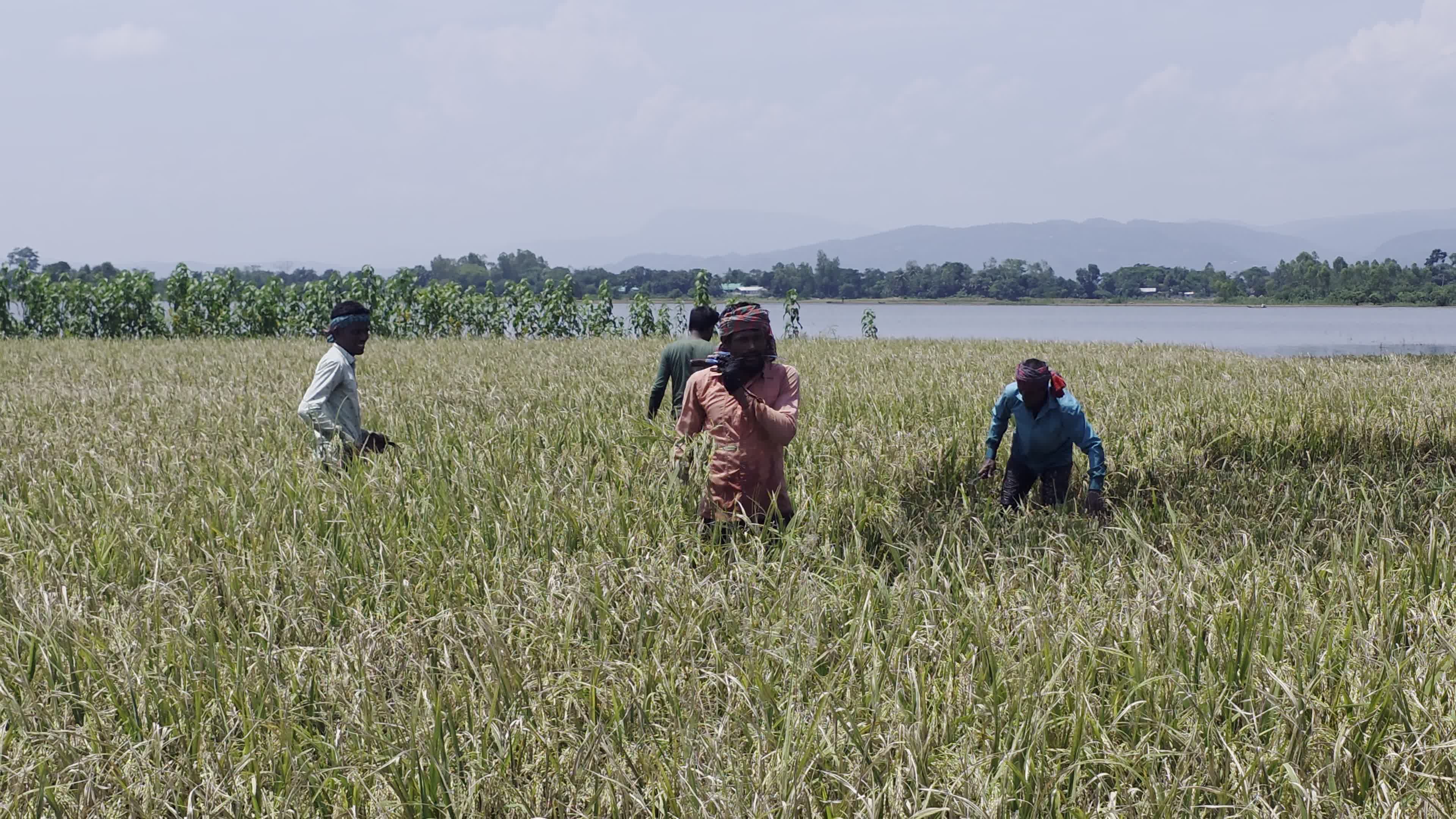 Bangladeshi Farmer Harvests Paddy Amid Flash Floods In Netrokona