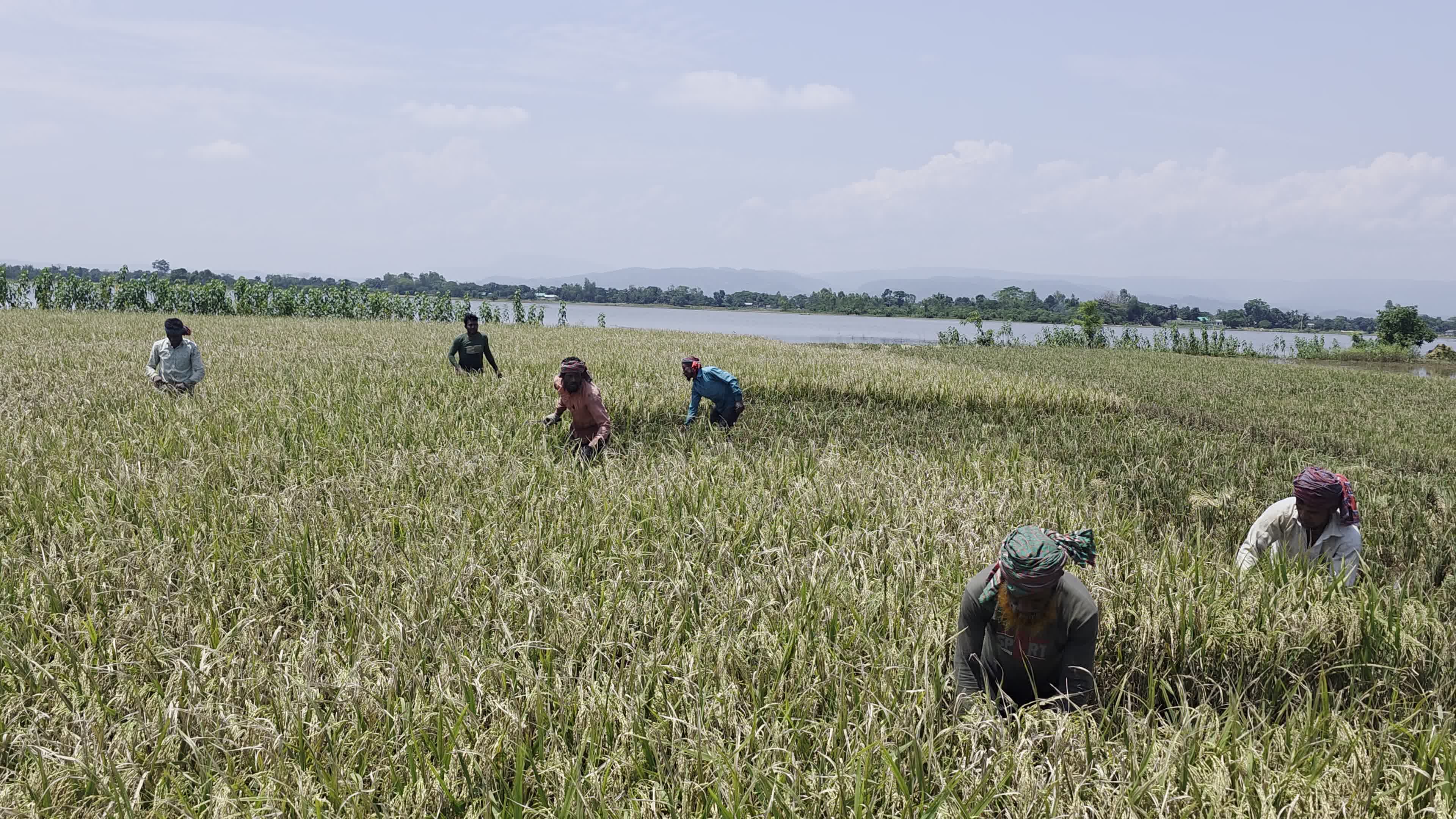 Bangladeshi Farmer Harvests Paddy Amid Flash Floods In Netrokona