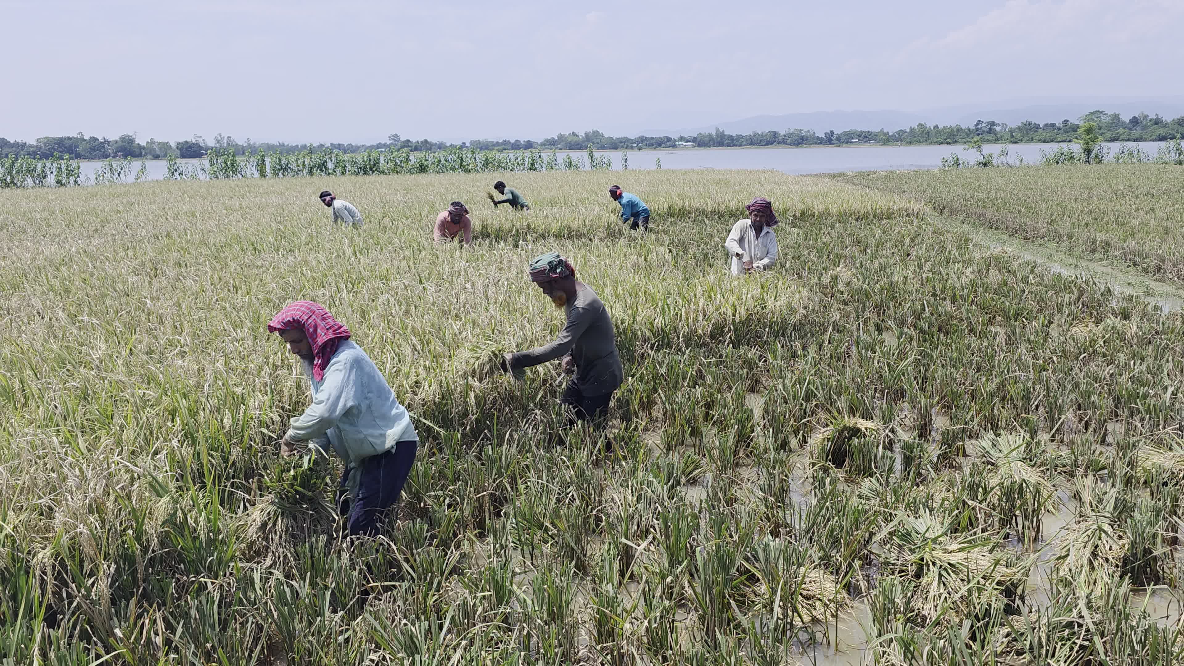 Bangladeshi Farmer Harvests Paddy Amid Flash Floods In Netrokona