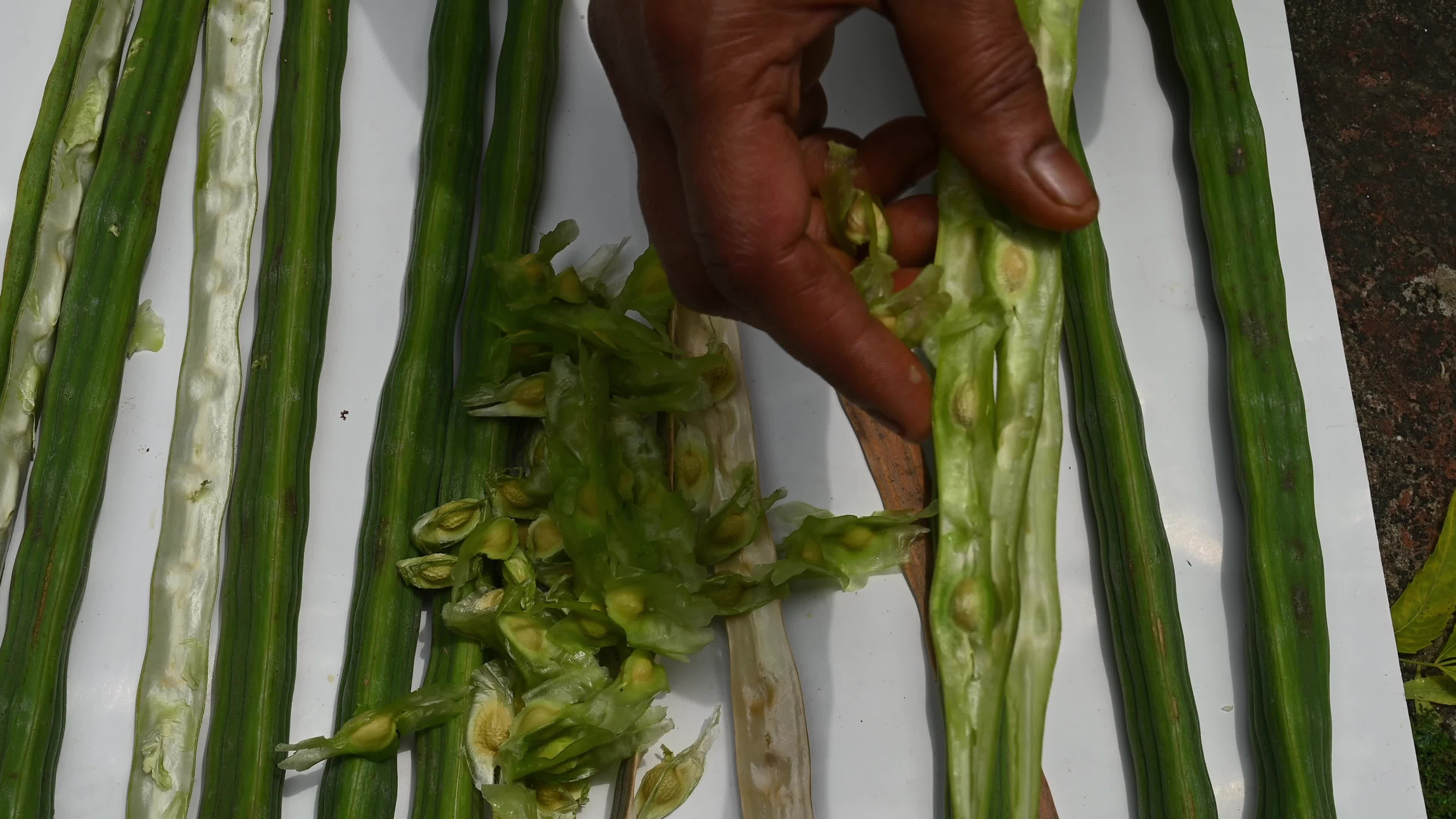 Moringa seeds - Microplastics from water
