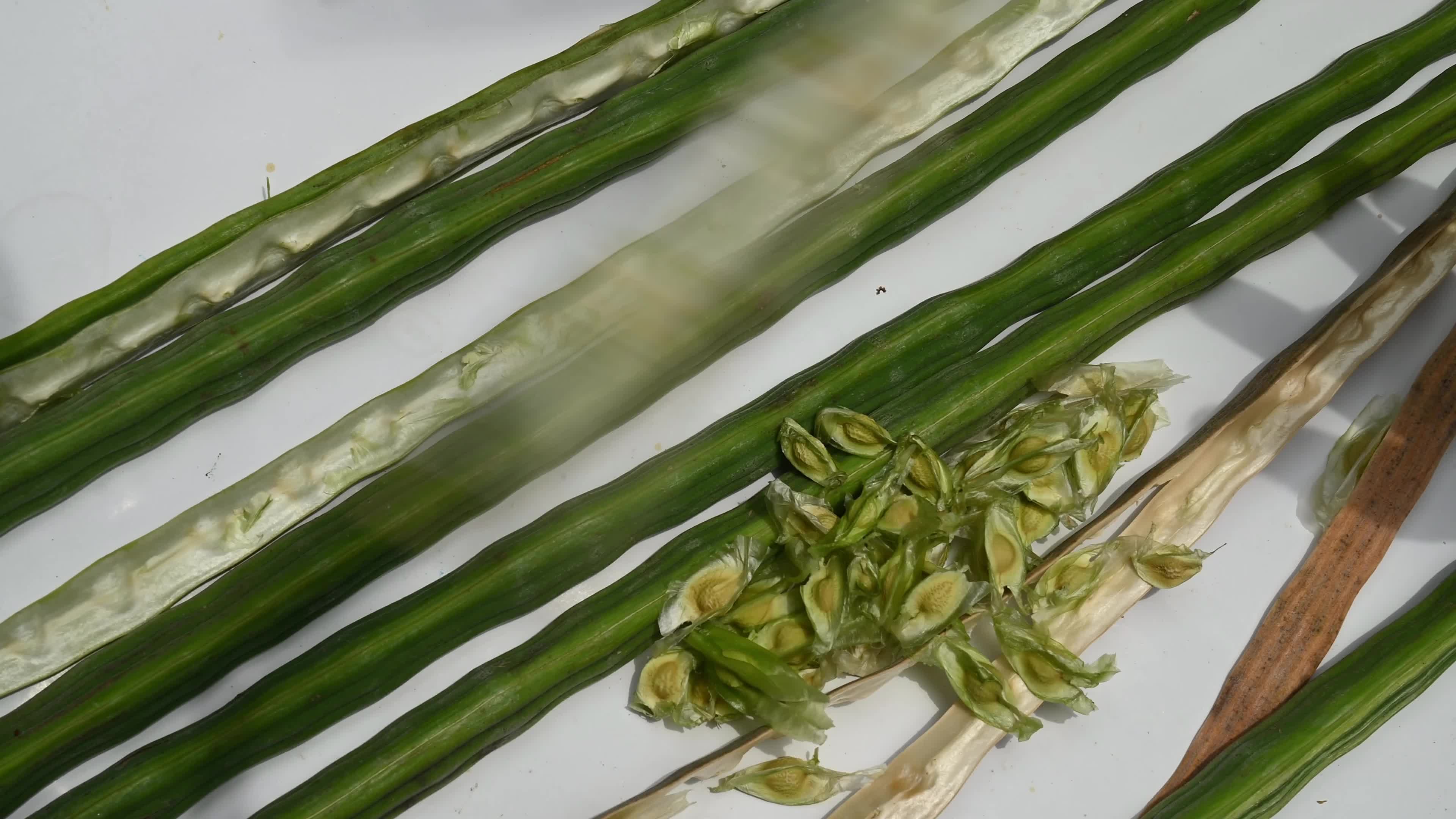 Moringa seeds - Microplastics from water