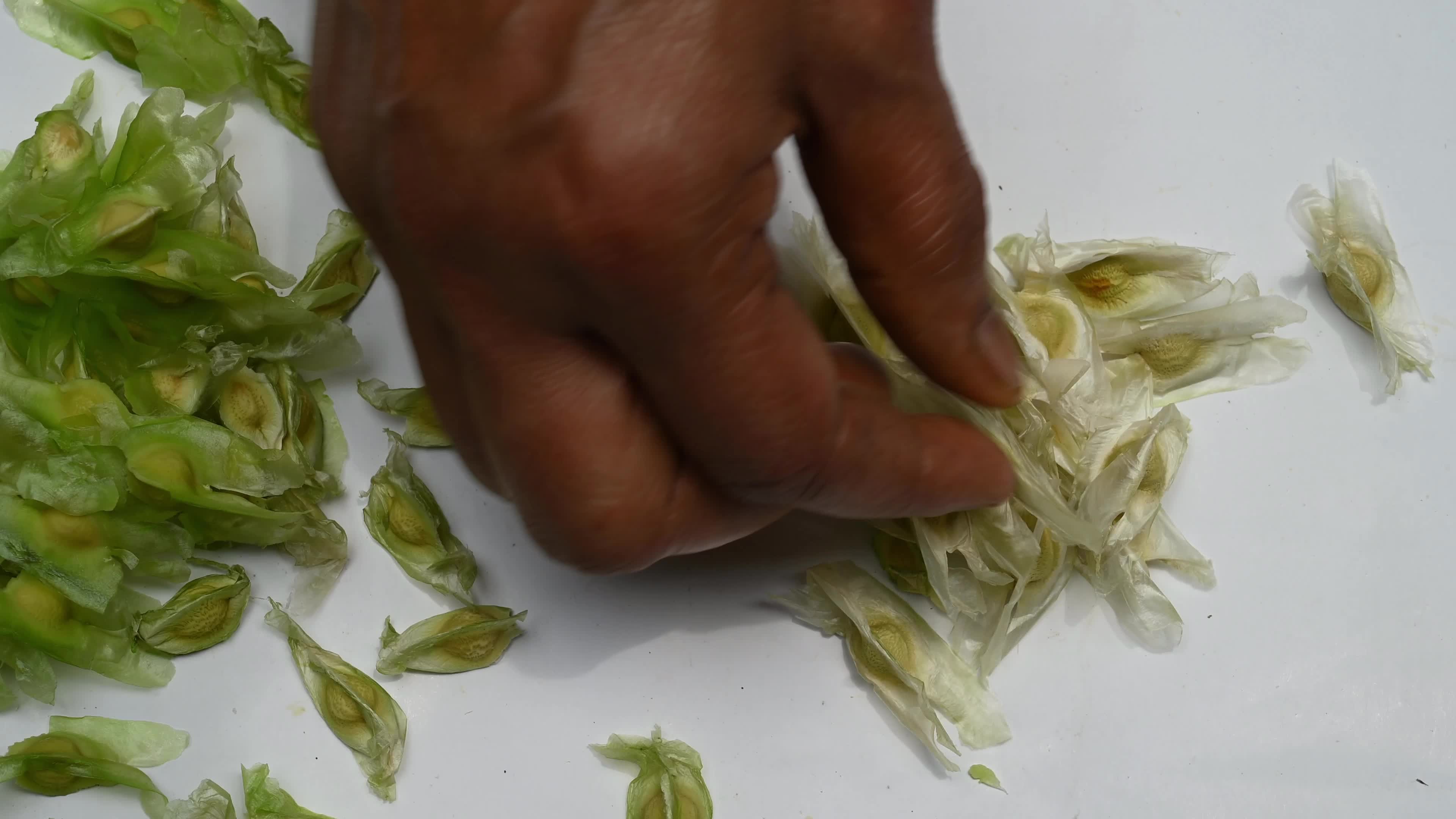 Moringa seeds - Microplastics from water