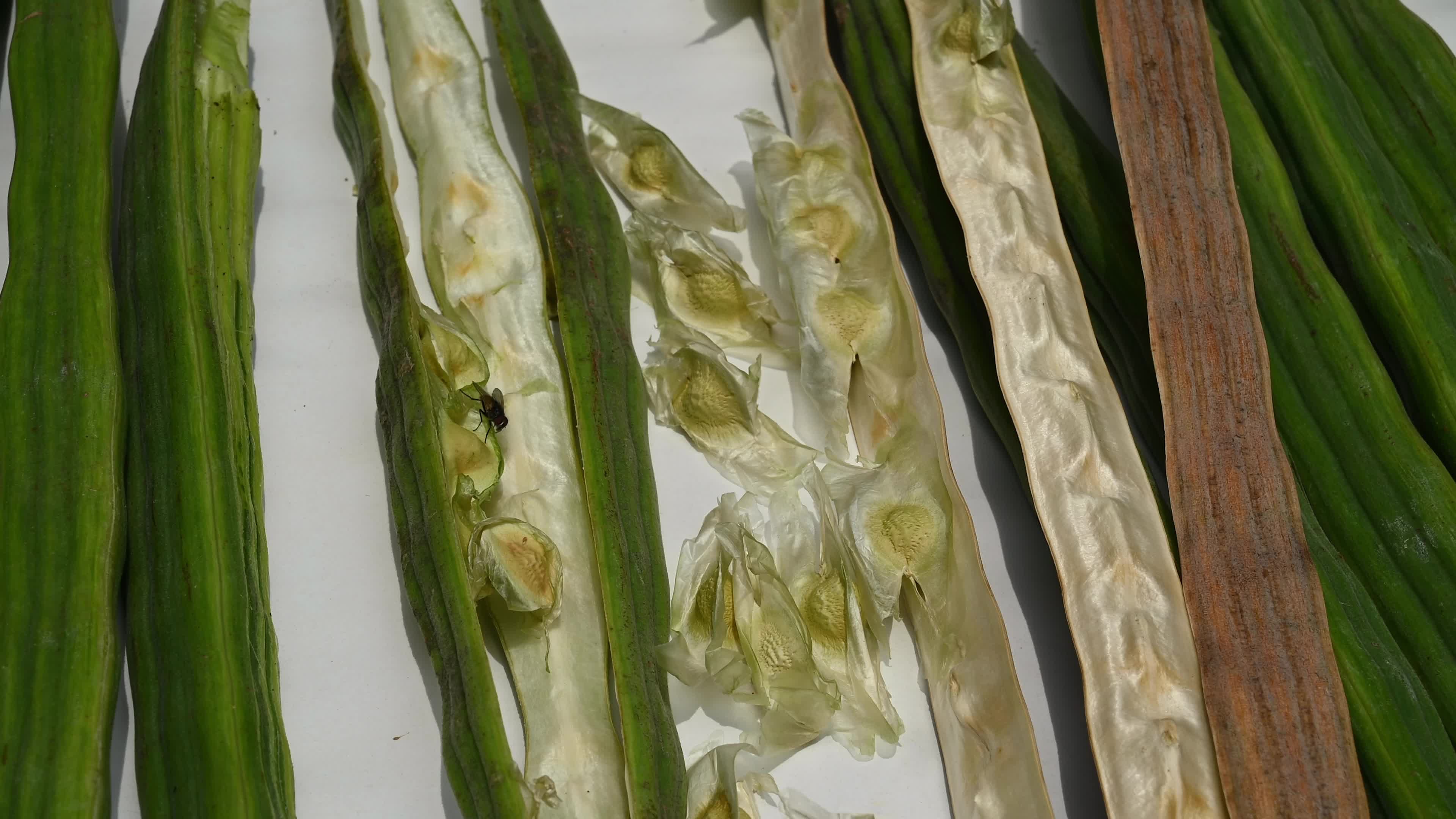 Moringa seeds - Microplastics from water