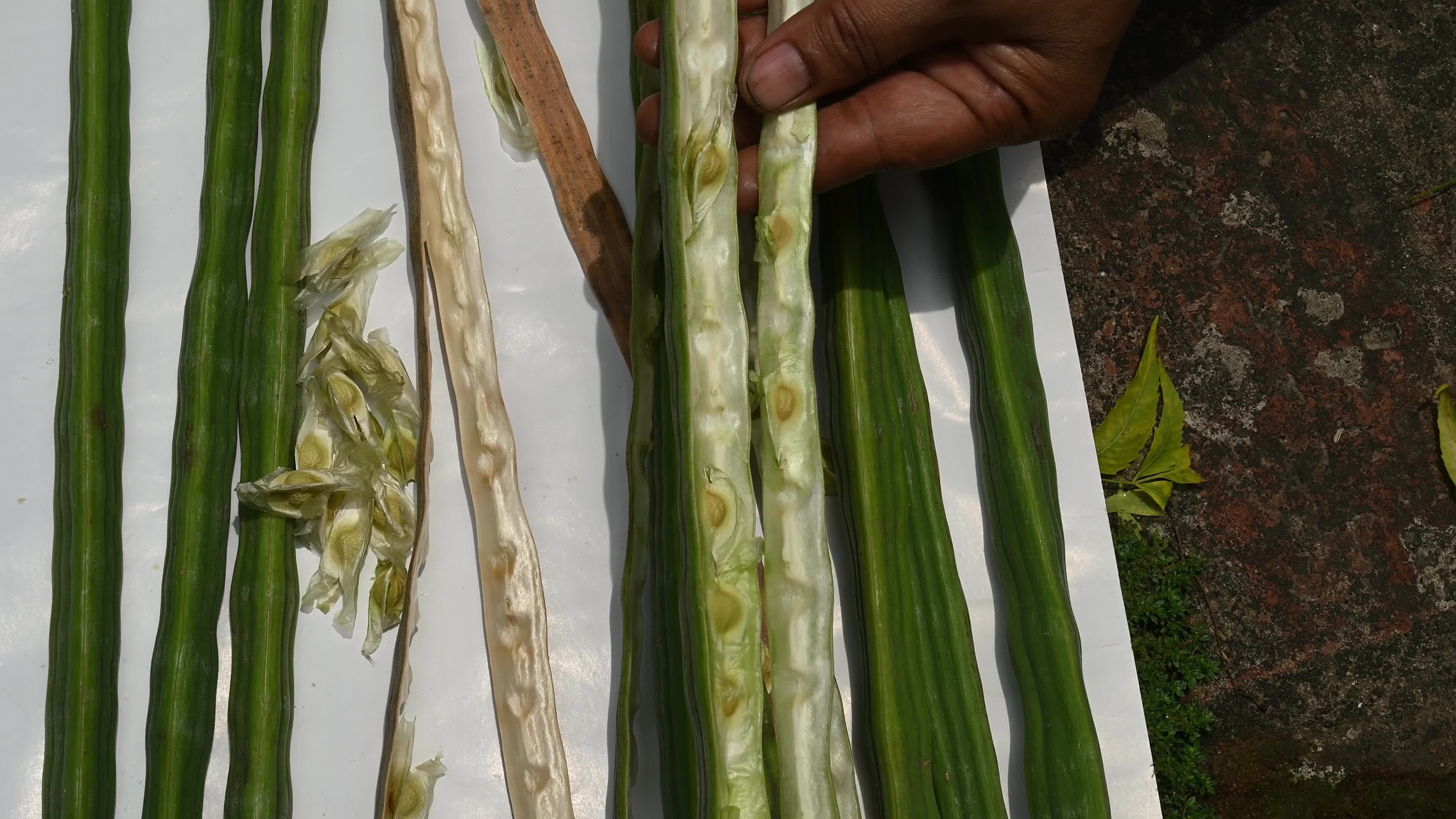 Moringa seeds - Microplastics from water