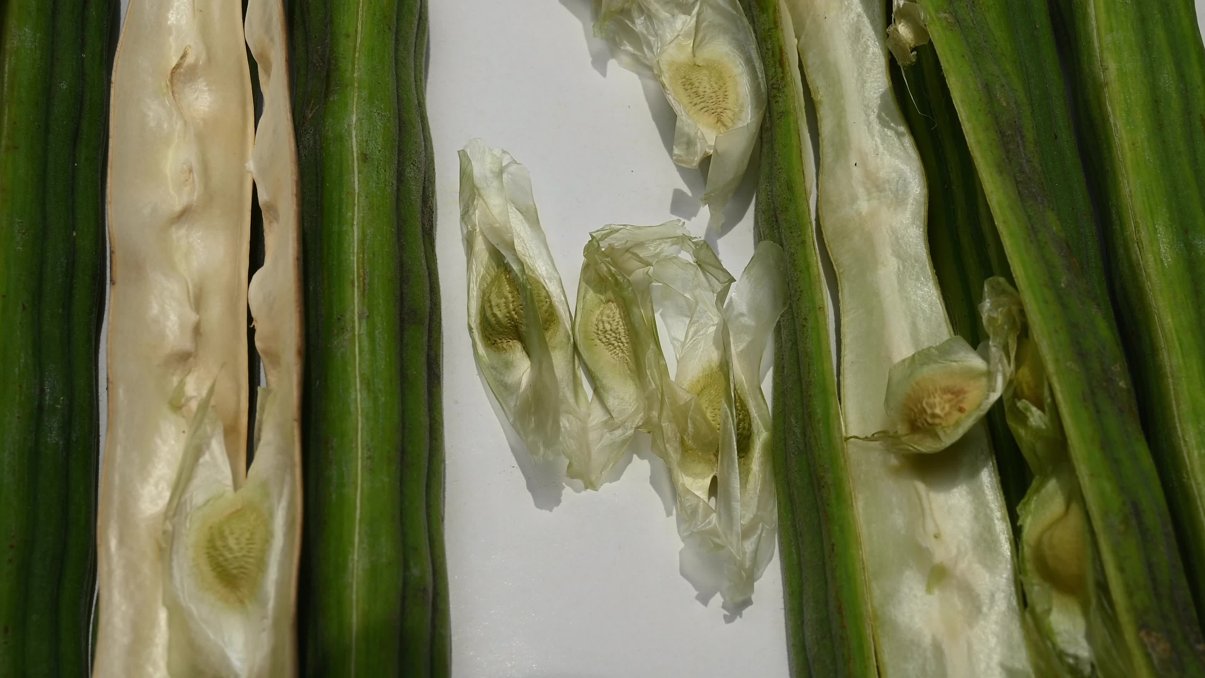 Moringa seeds - Microplastics from water