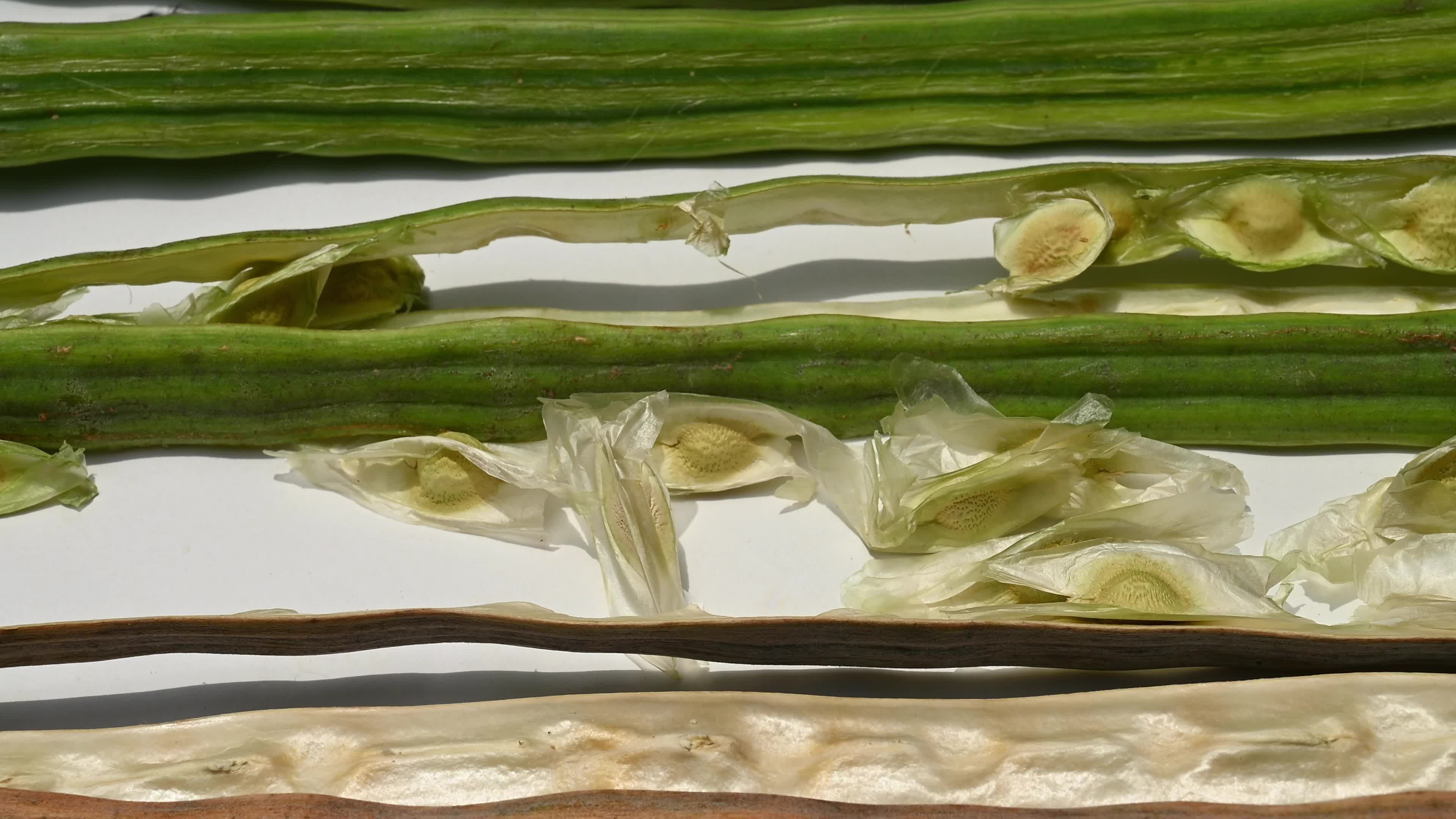 Moringa seeds - Microplastics from water