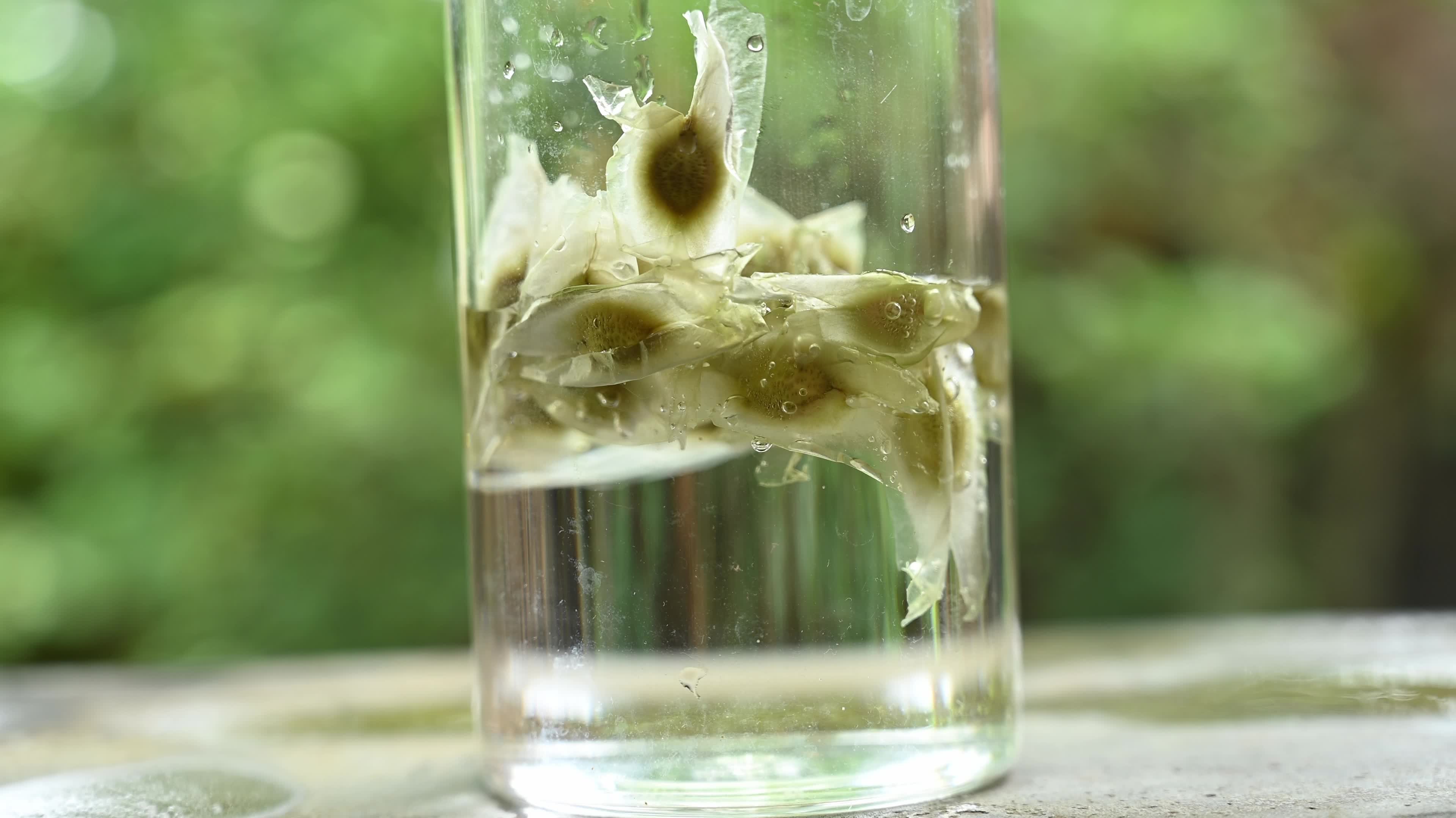 Moringa seeds - Microplastics from water