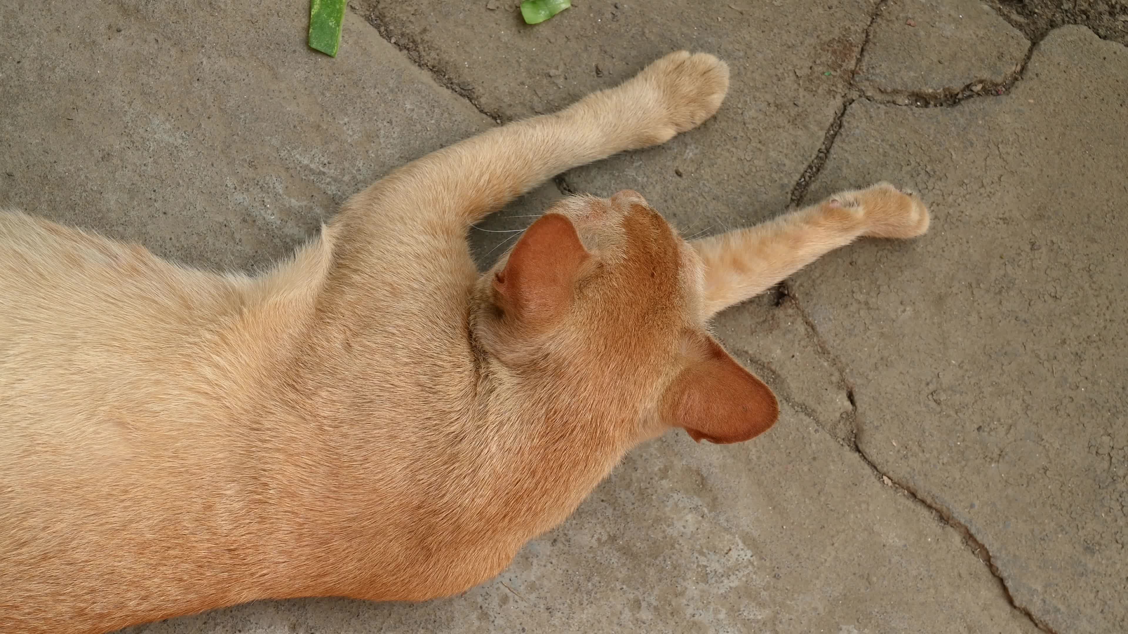 Street Cat - Animal Behavior - Domestic Animal