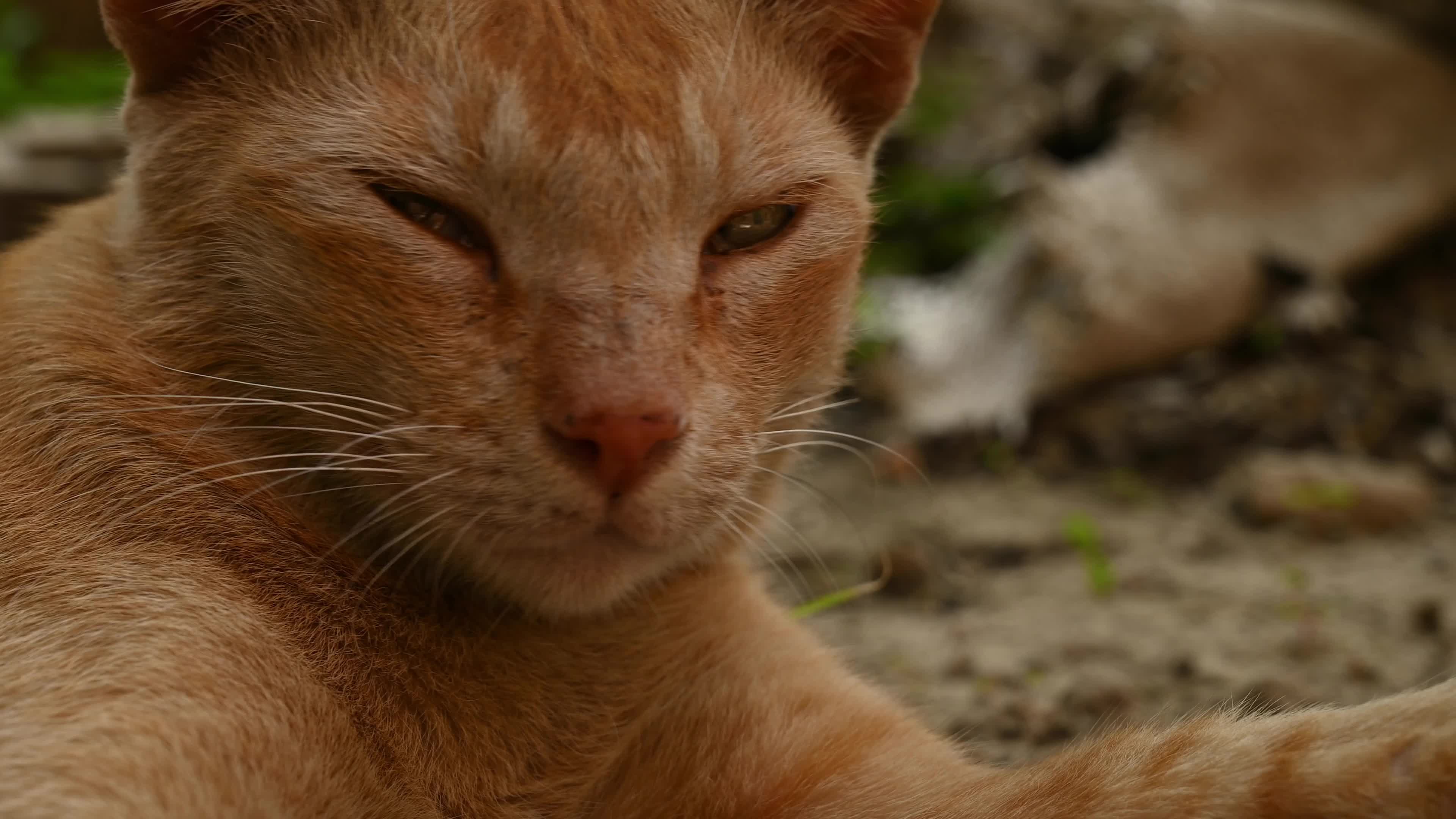 Street Cat - Animal Behavior - Domestic Animal