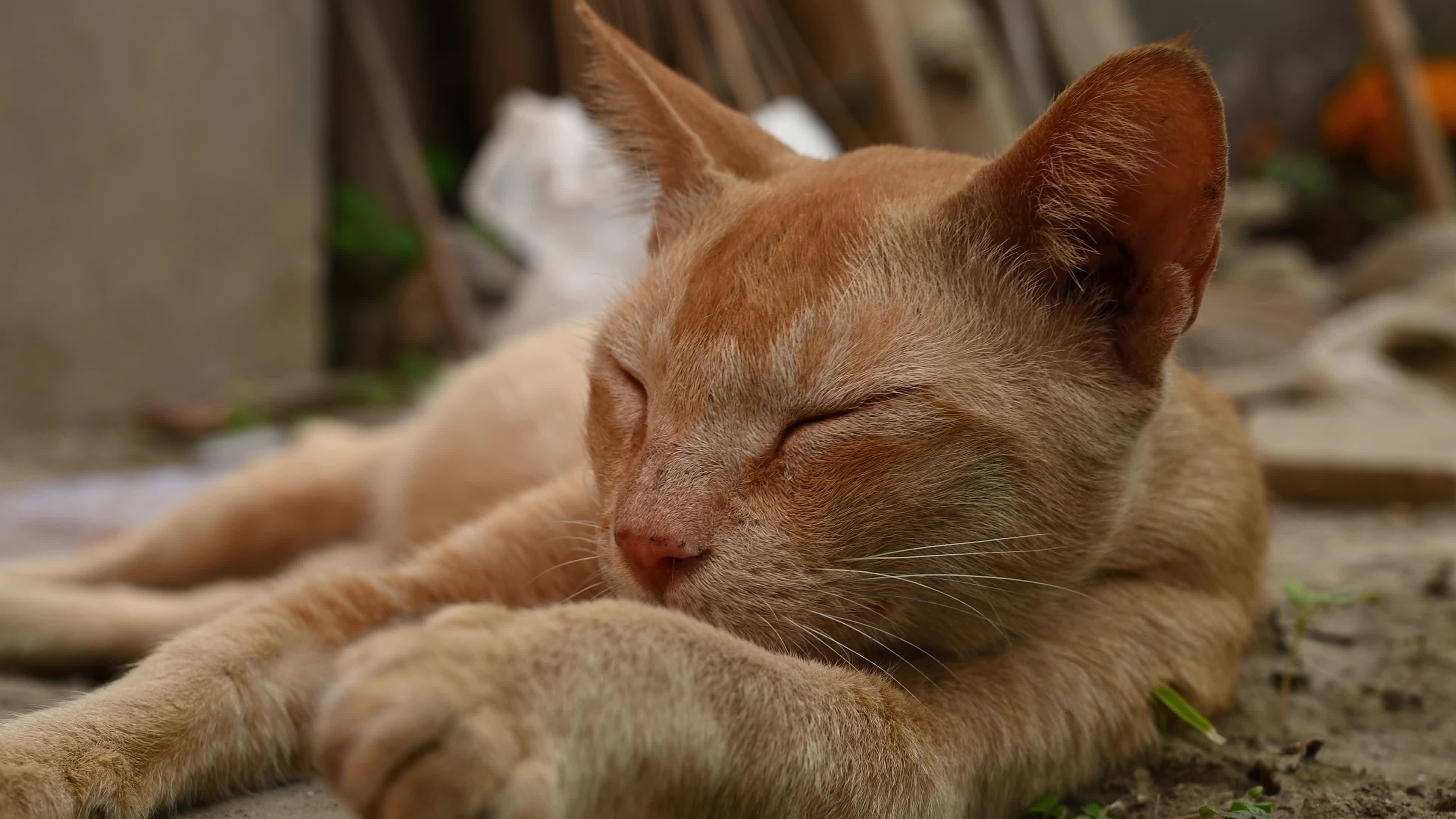 Street Cat - Animal Behavior - Domestic Animal