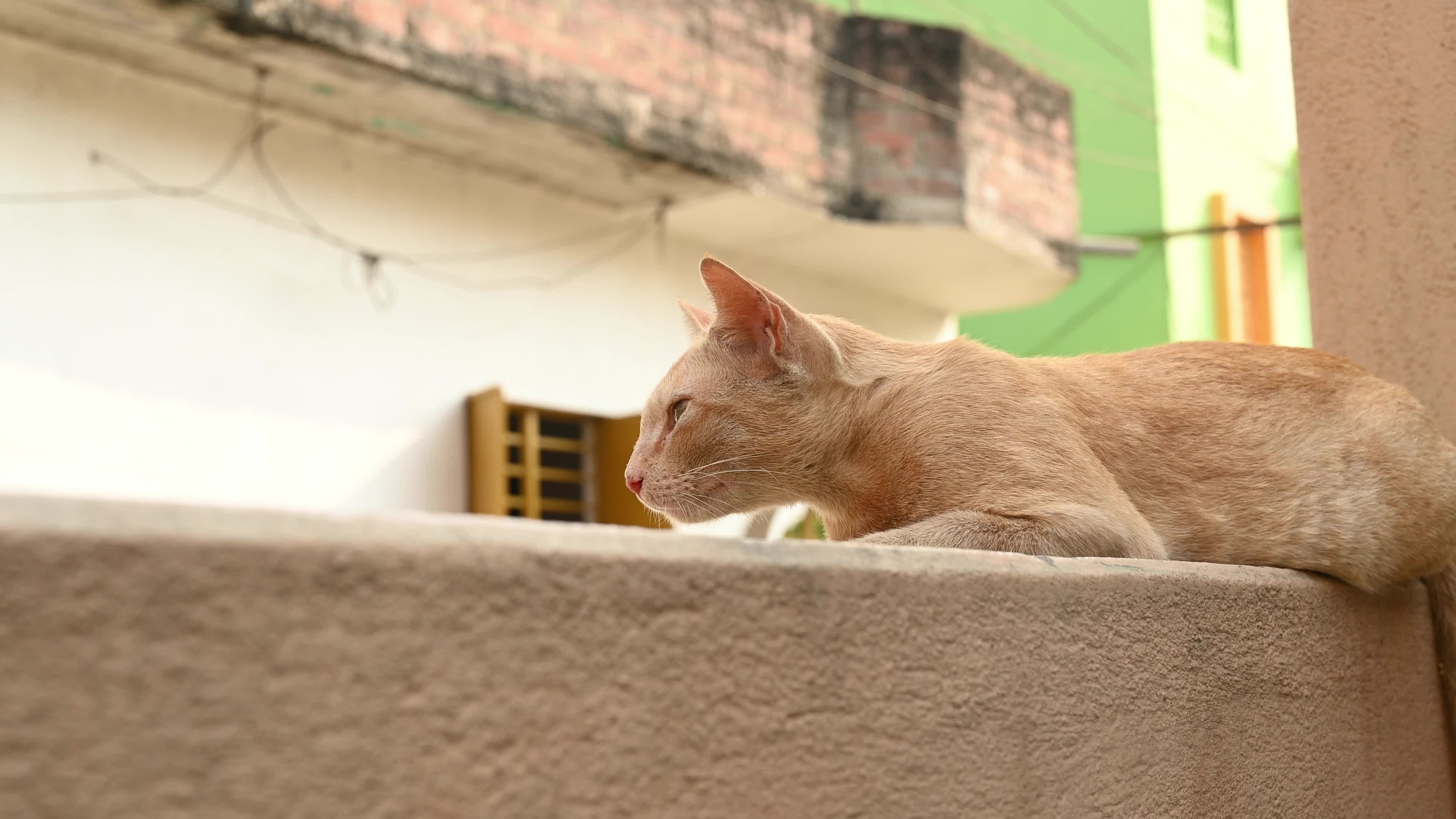 Street Cat - Animal Behavior - Domestic Animal