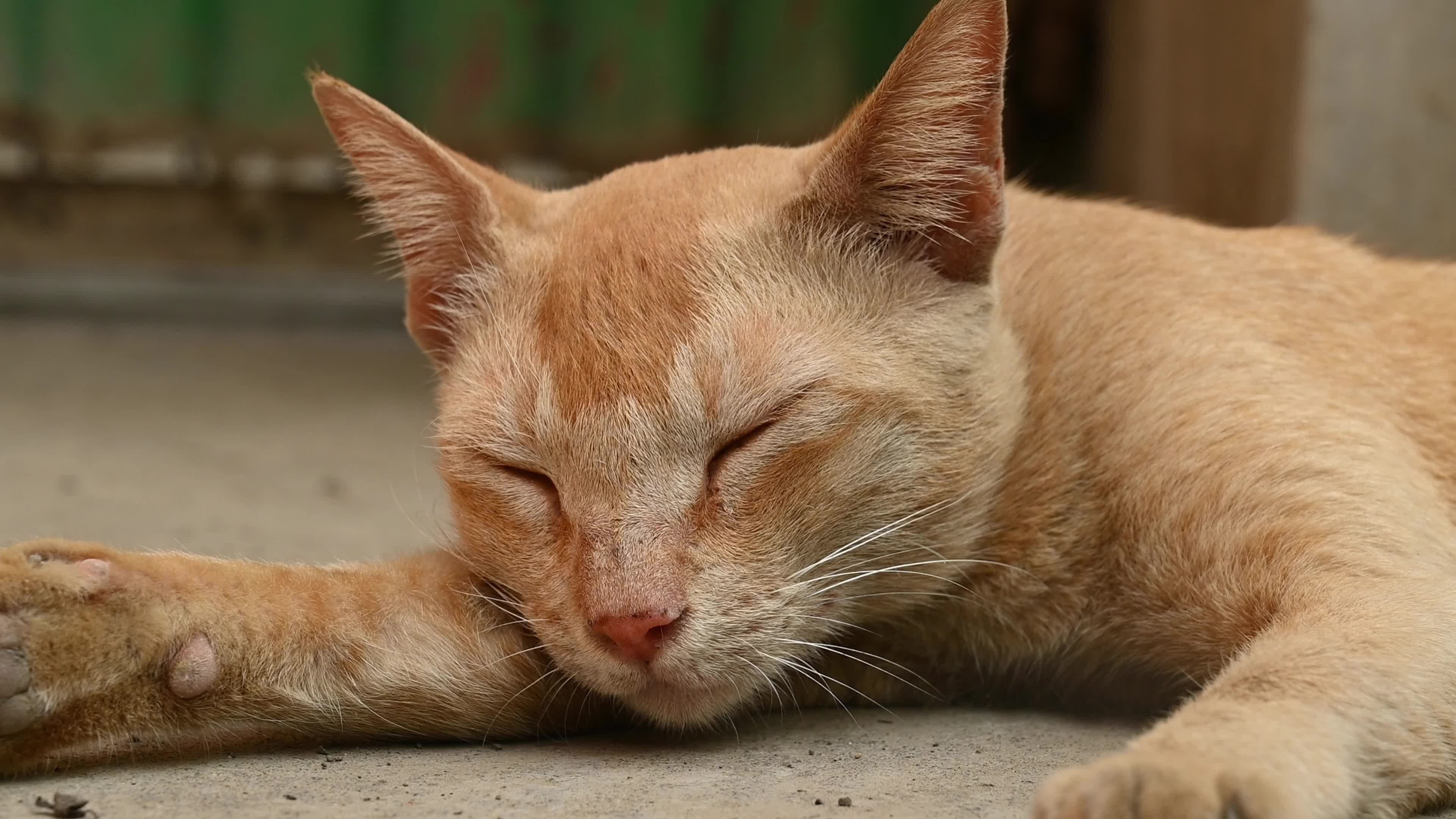 Street Cat - Animal Behavior - Domestic Animal